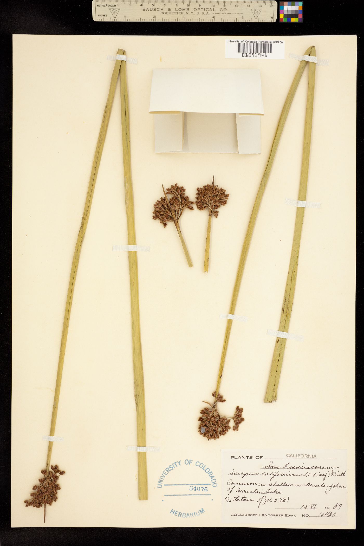 Schoenoplectus californicus image