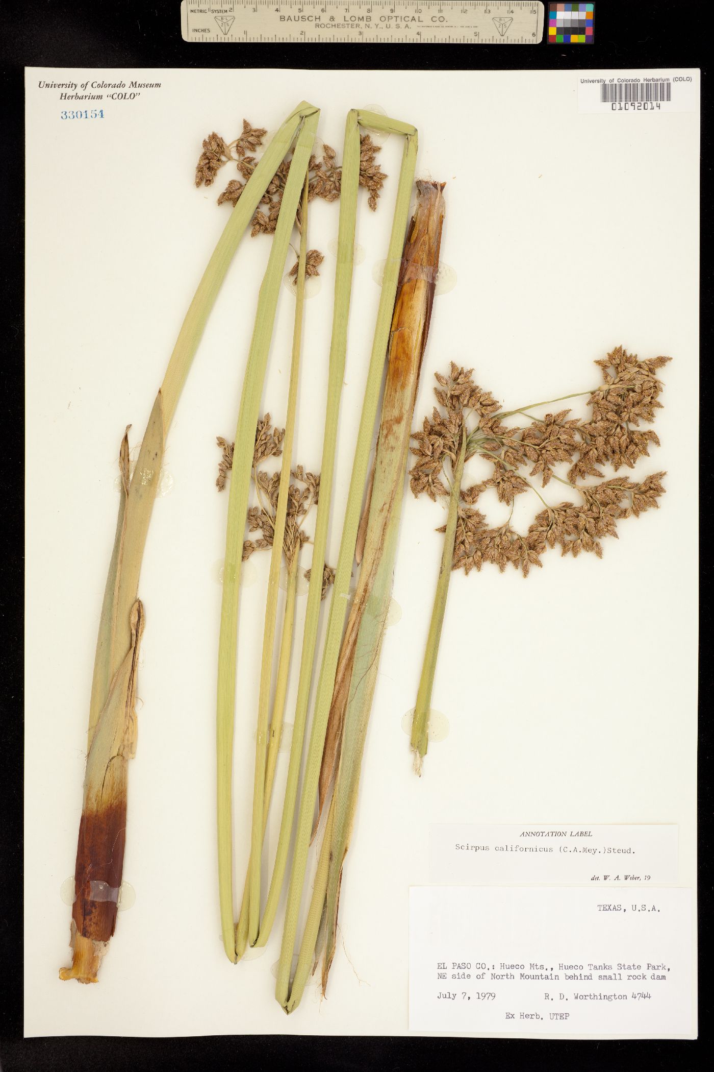 Schoenoplectus californicus image