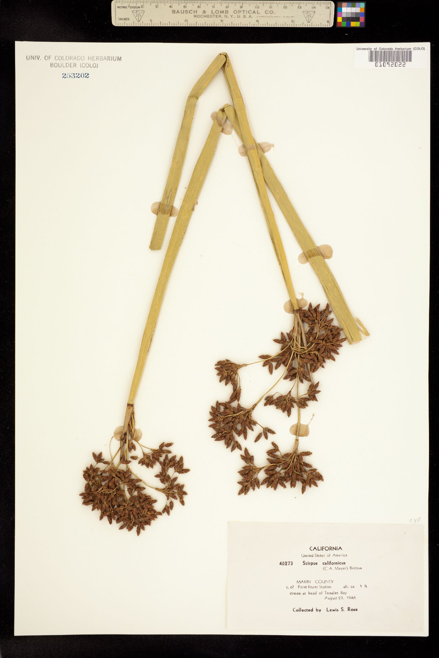 Schoenoplectus californicus image