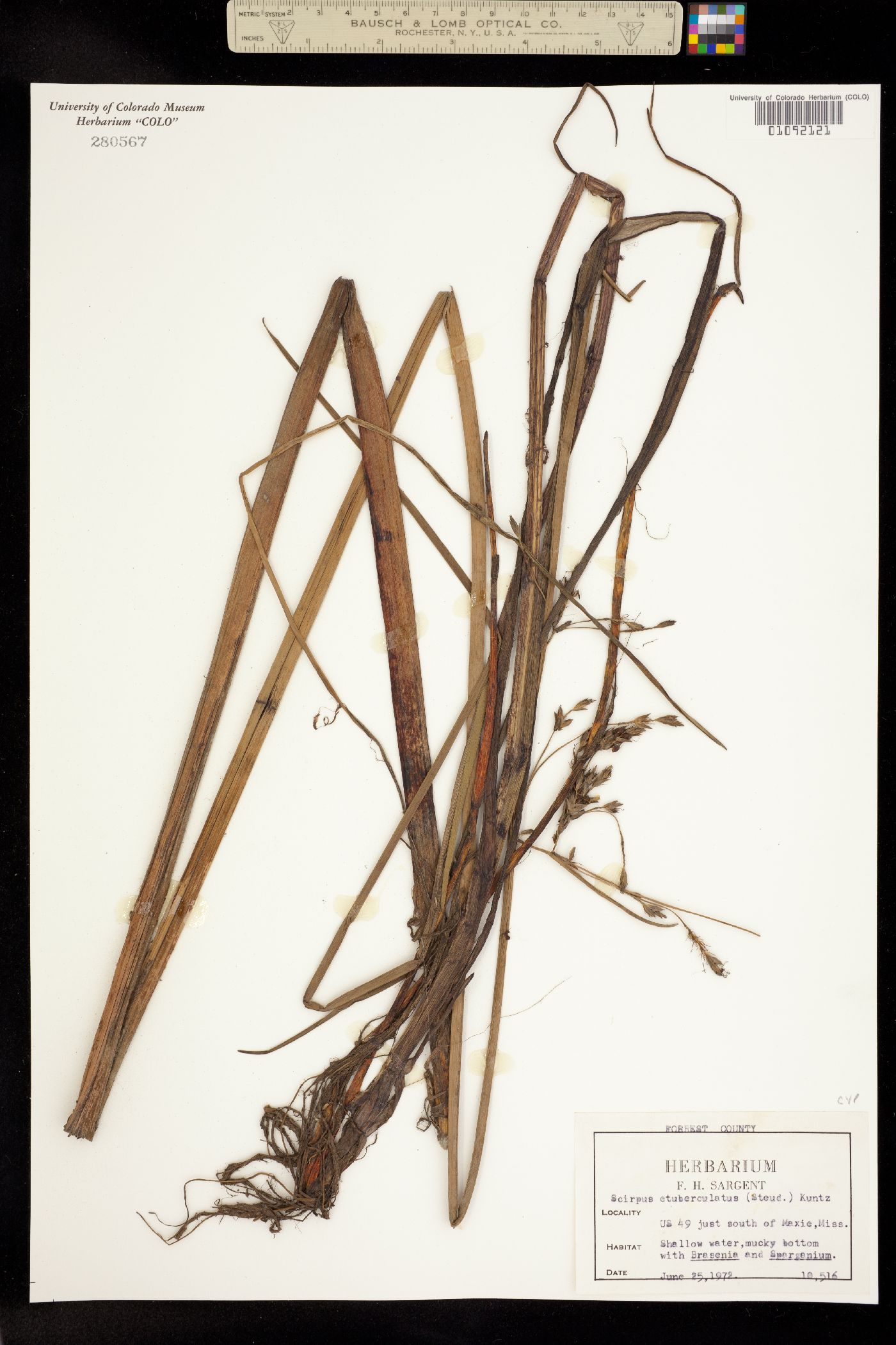 Schoenoplectus etuberculatus image
