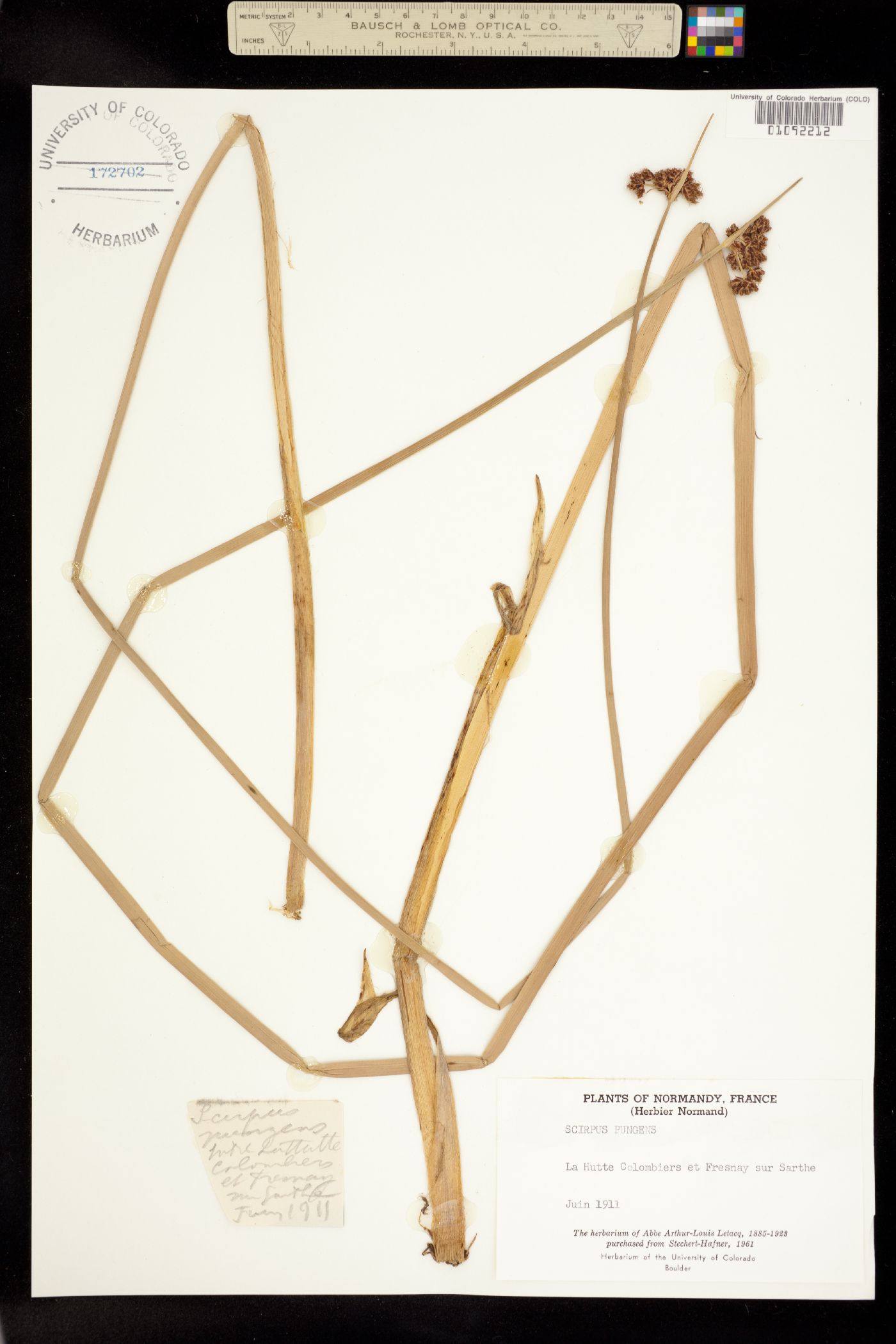 Schoenoplectus pungens image