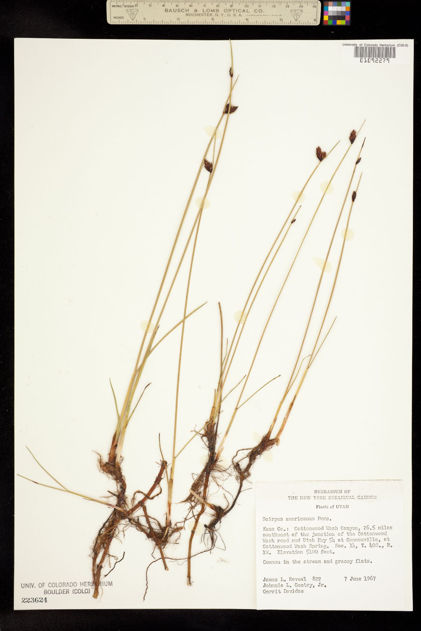Schoenoplectus pungens image