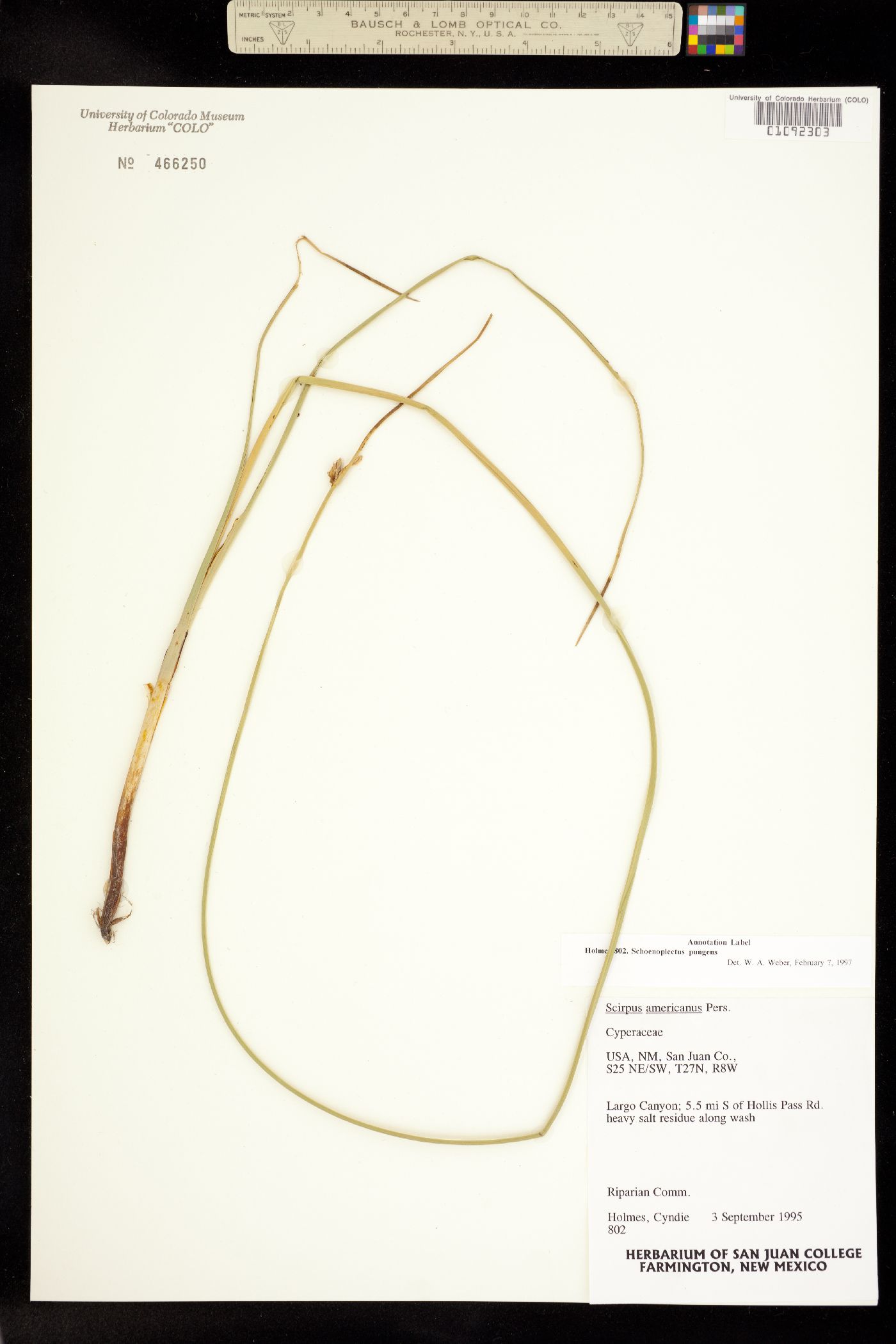 Schoenoplectus image