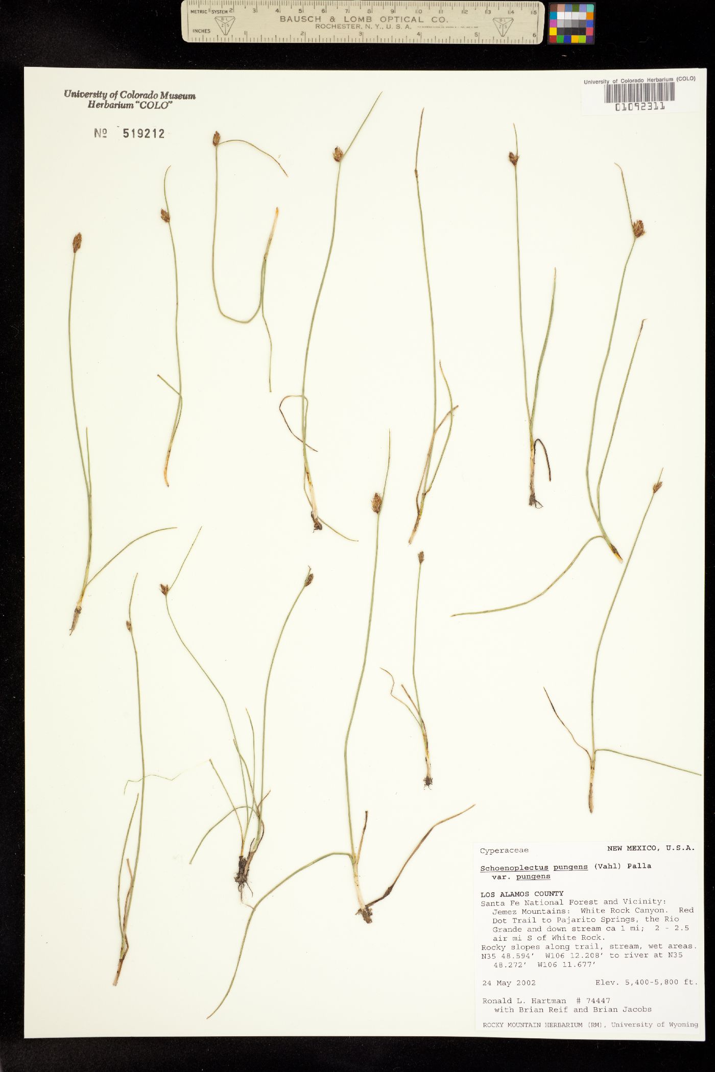Schoenoplectus pungens image