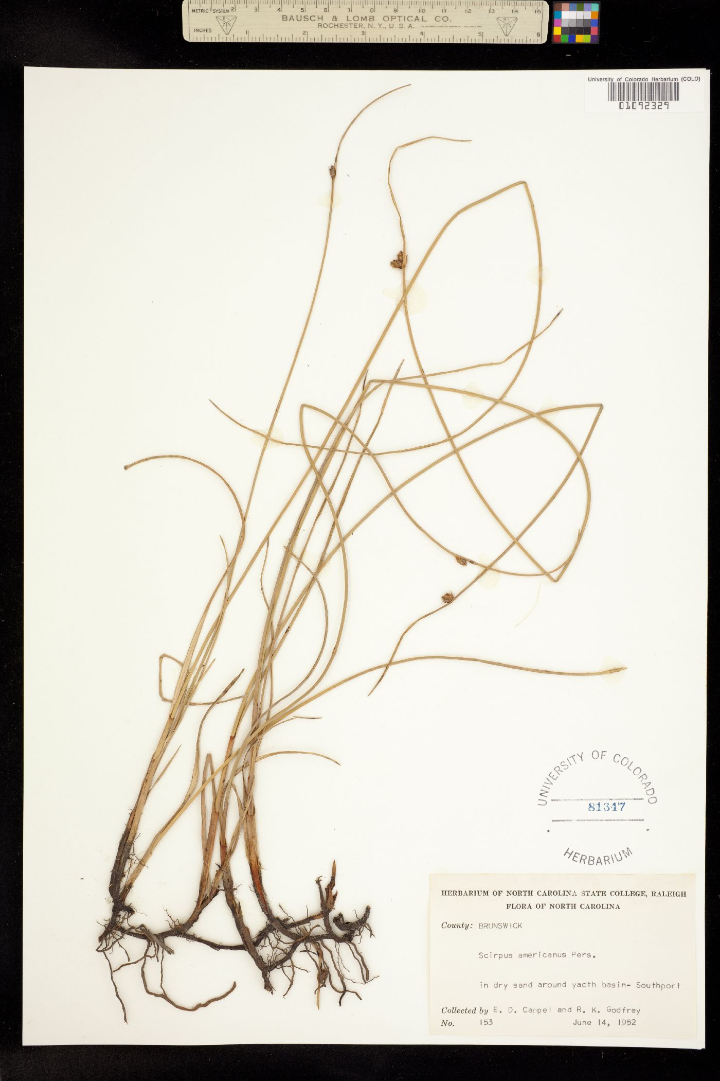 Schoenoplectus pungens image