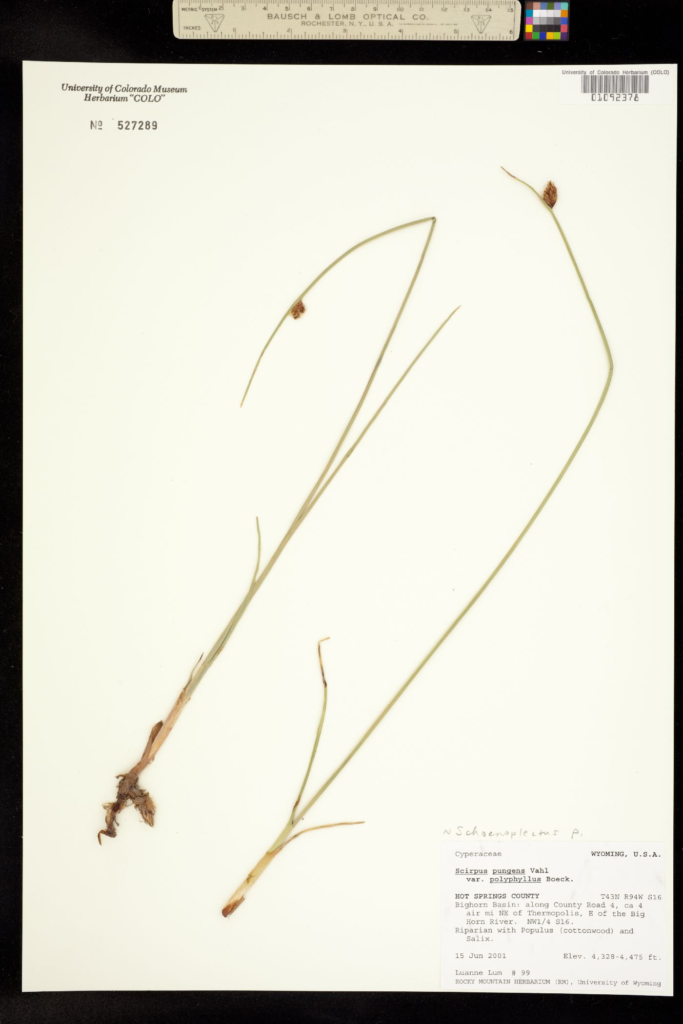 Schoenoplectus pungens image