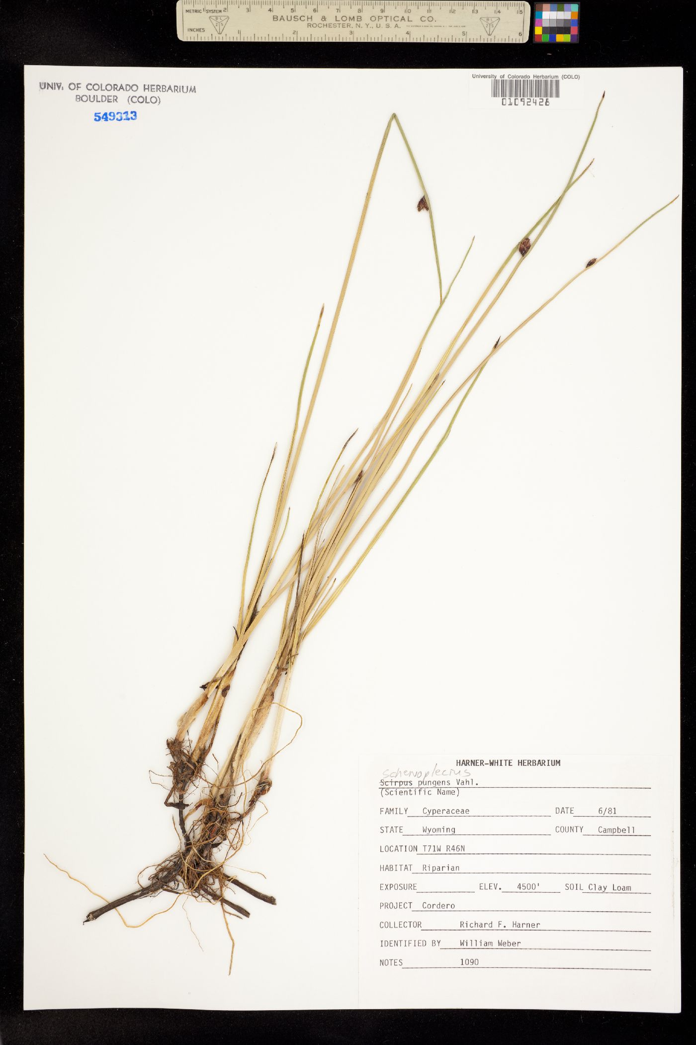 Schoenoplectus image