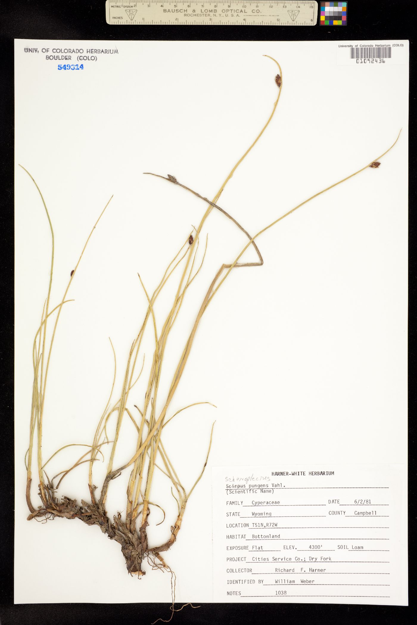 Schoenoplectus pungens image