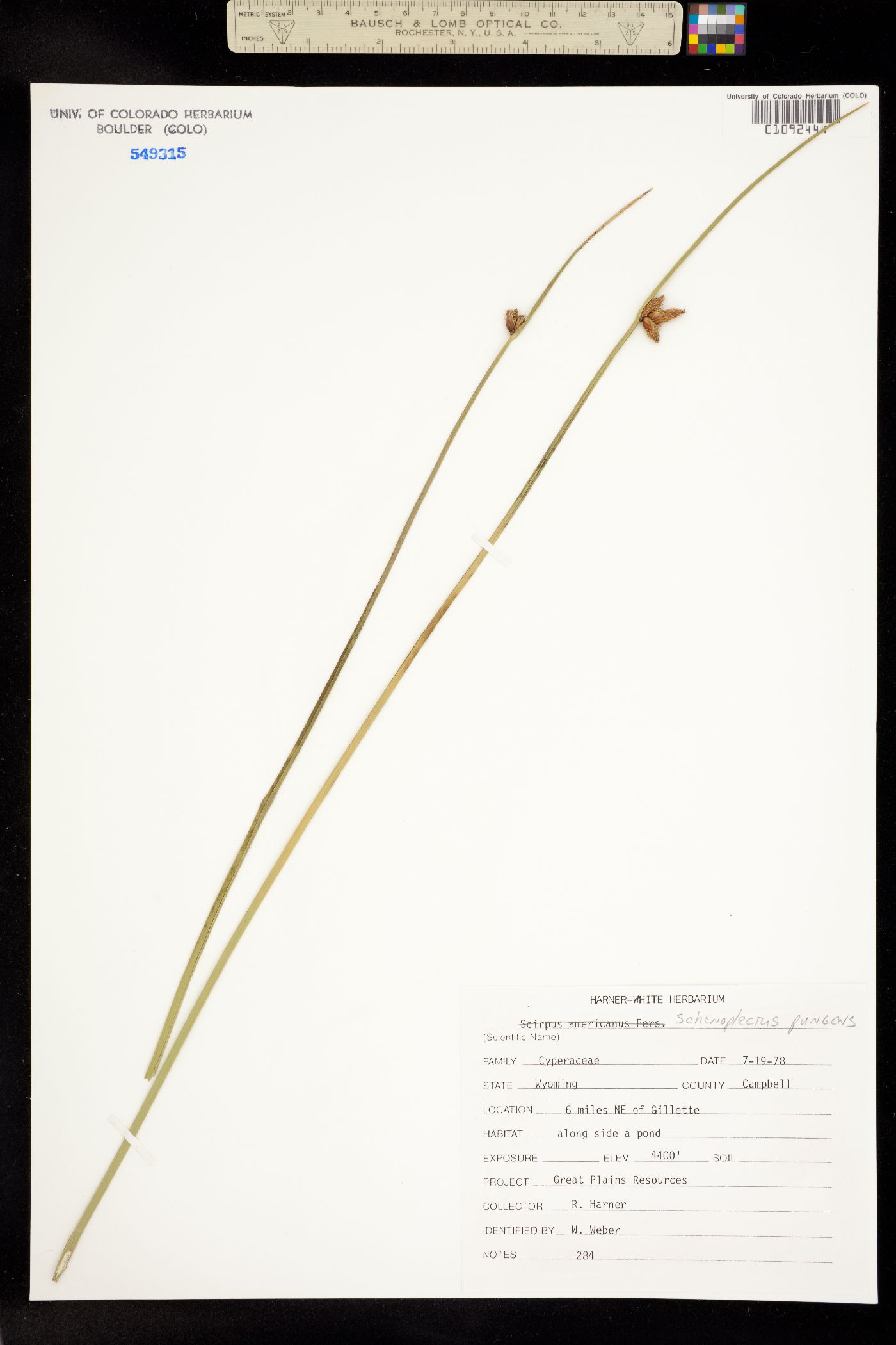 Schoenoplectus image