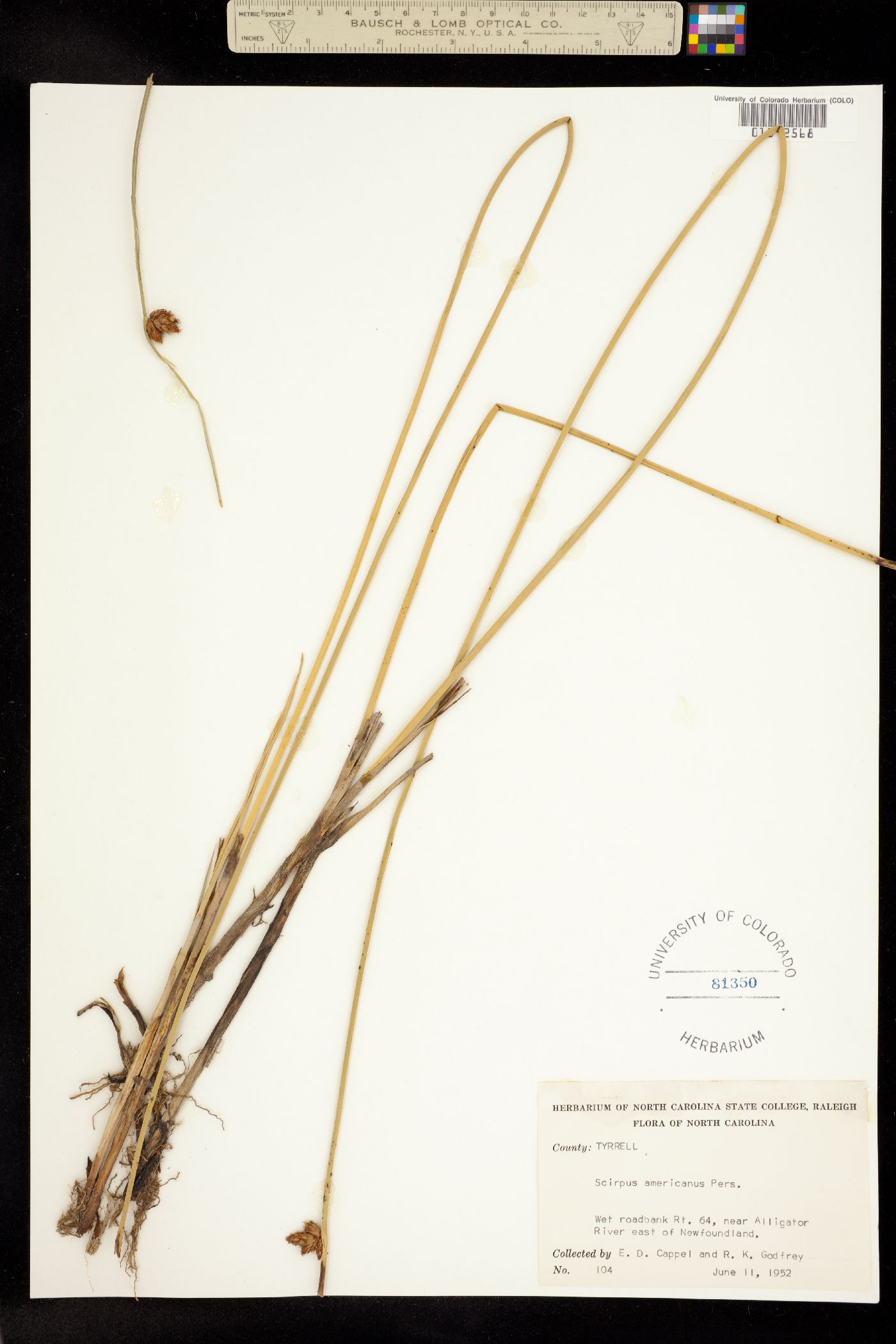 Schoenoplectus pungens image