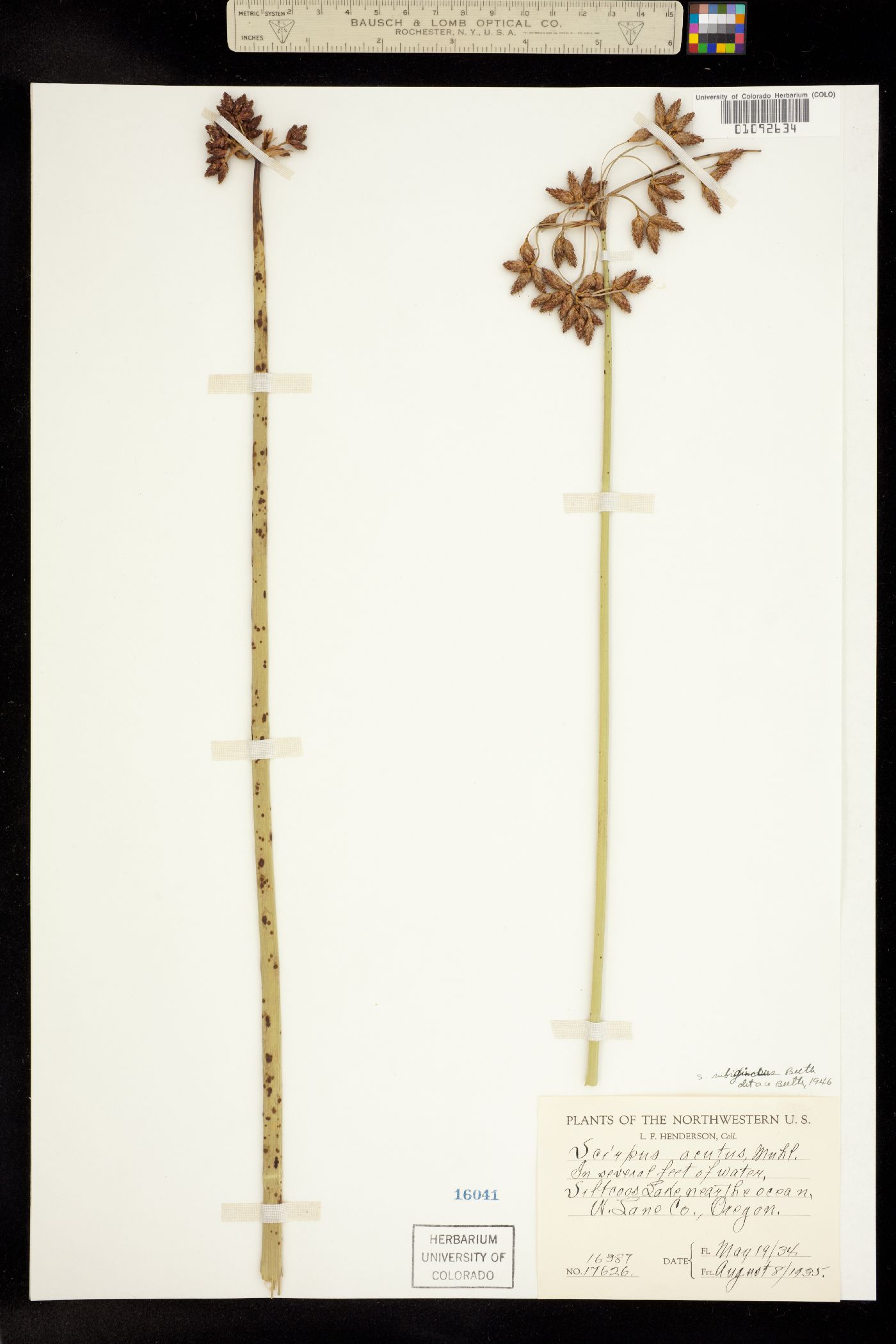 Schoenoplectus acutus var. occidentalis image