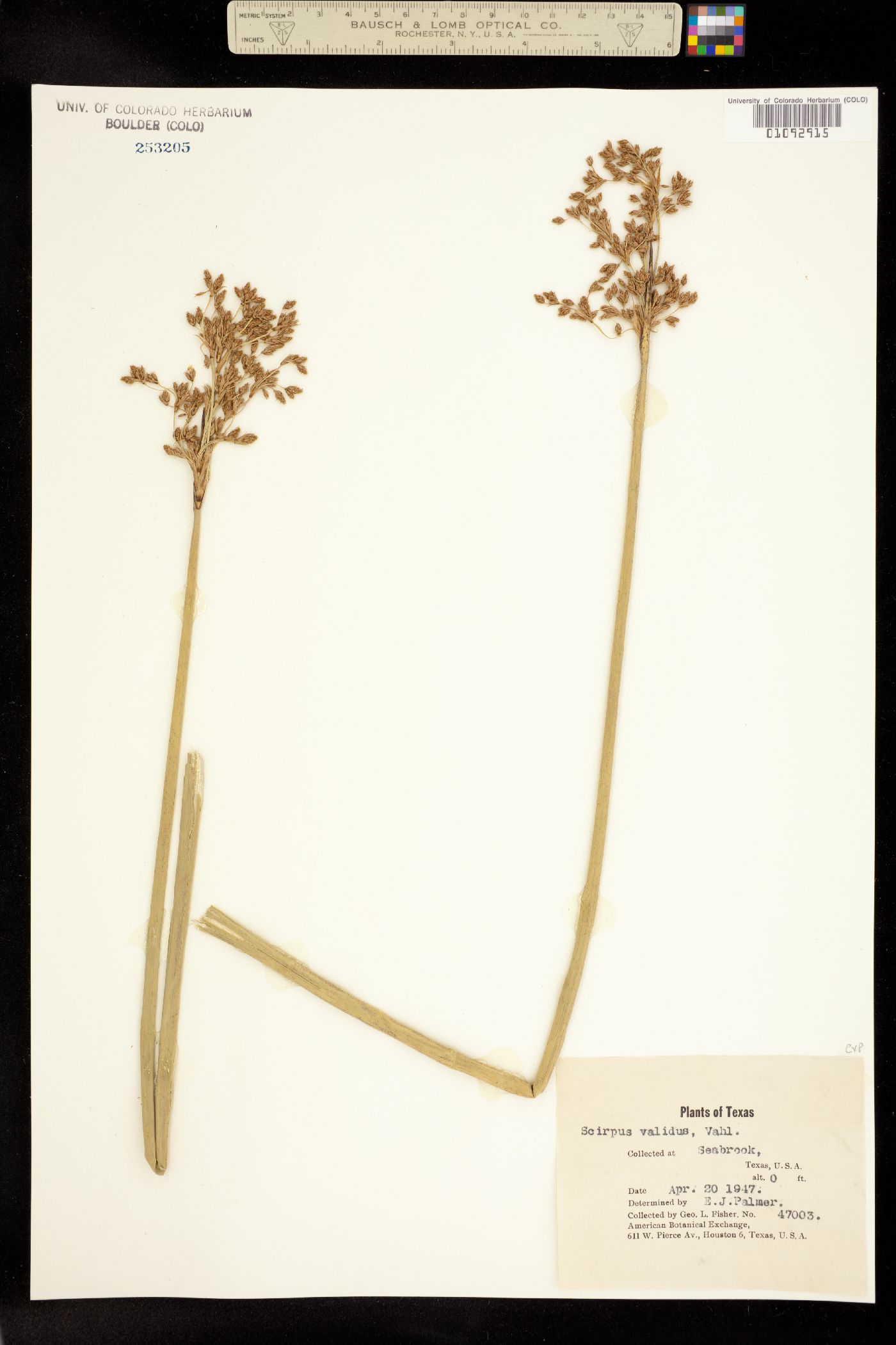 Schoenoplectus tabernaemontani image
