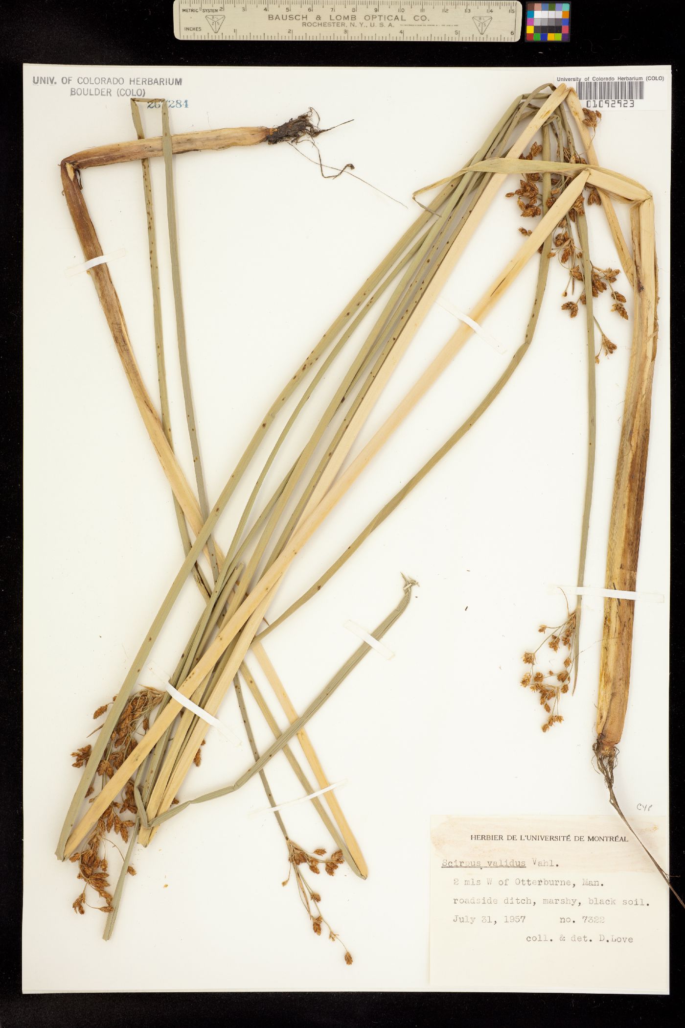 Schoenoplectus tabernaemontani image