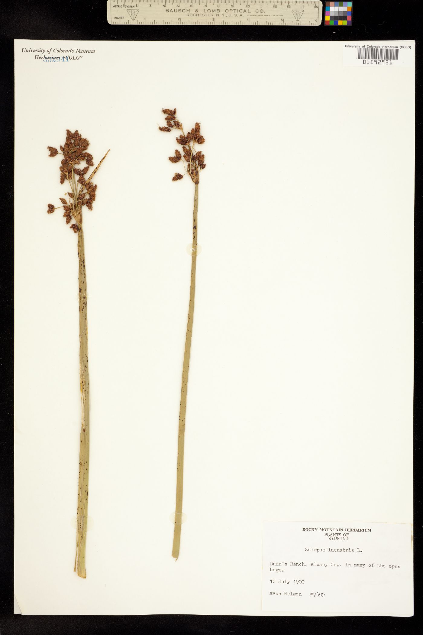 Schoenoplectus tabernaemontani image