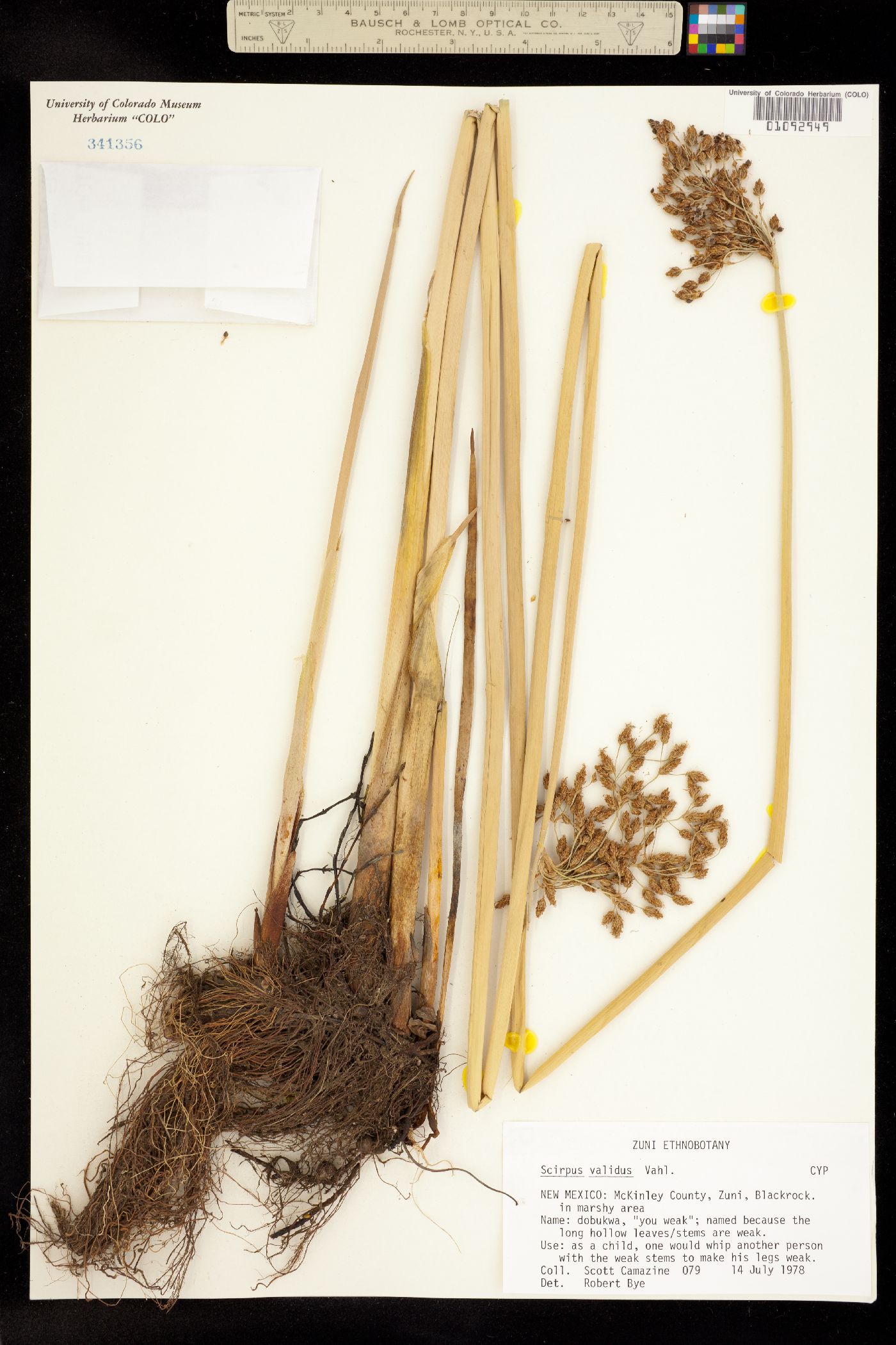 Schoenoplectus tabernaemontani image