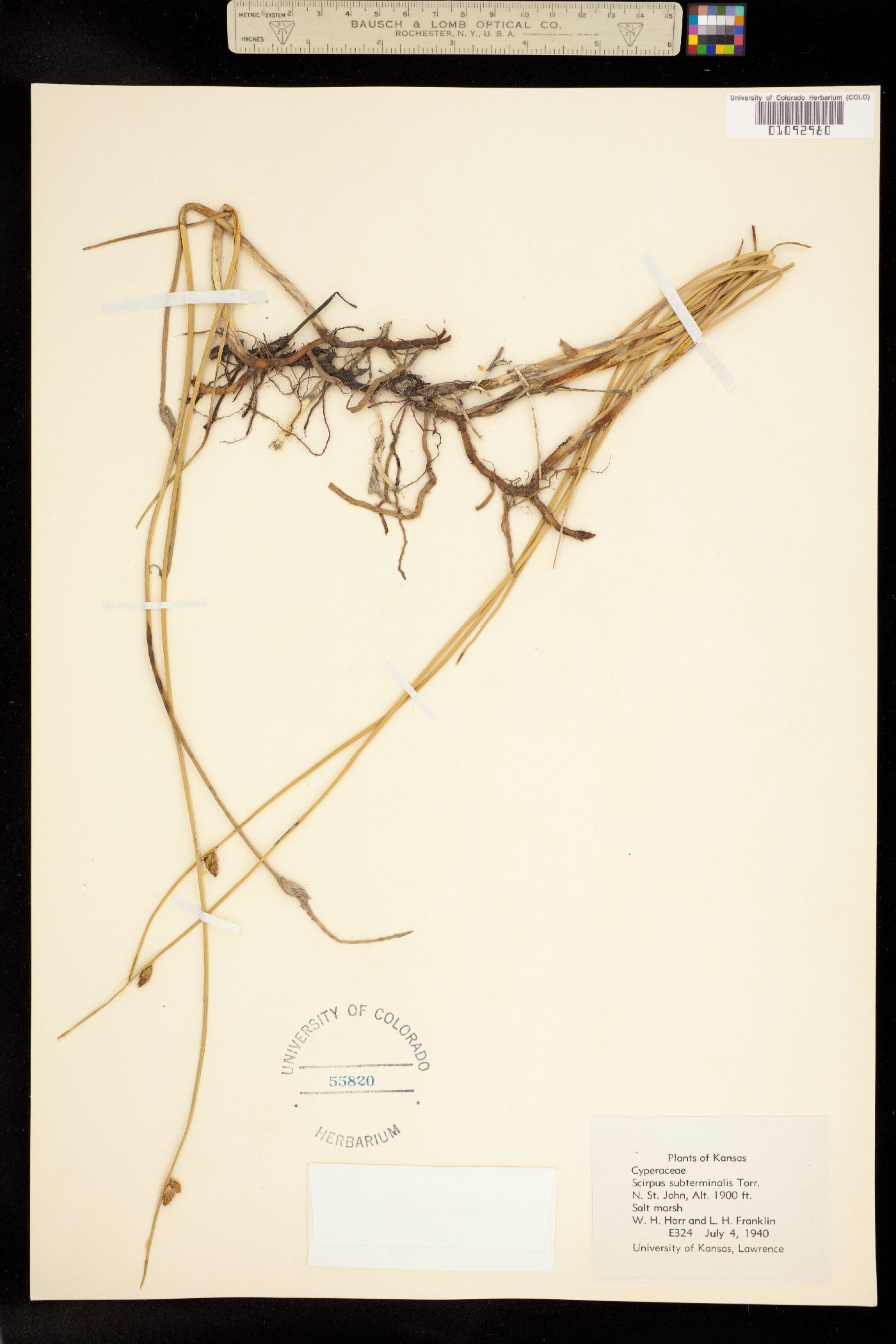 Schoenoplectus subterminalis image