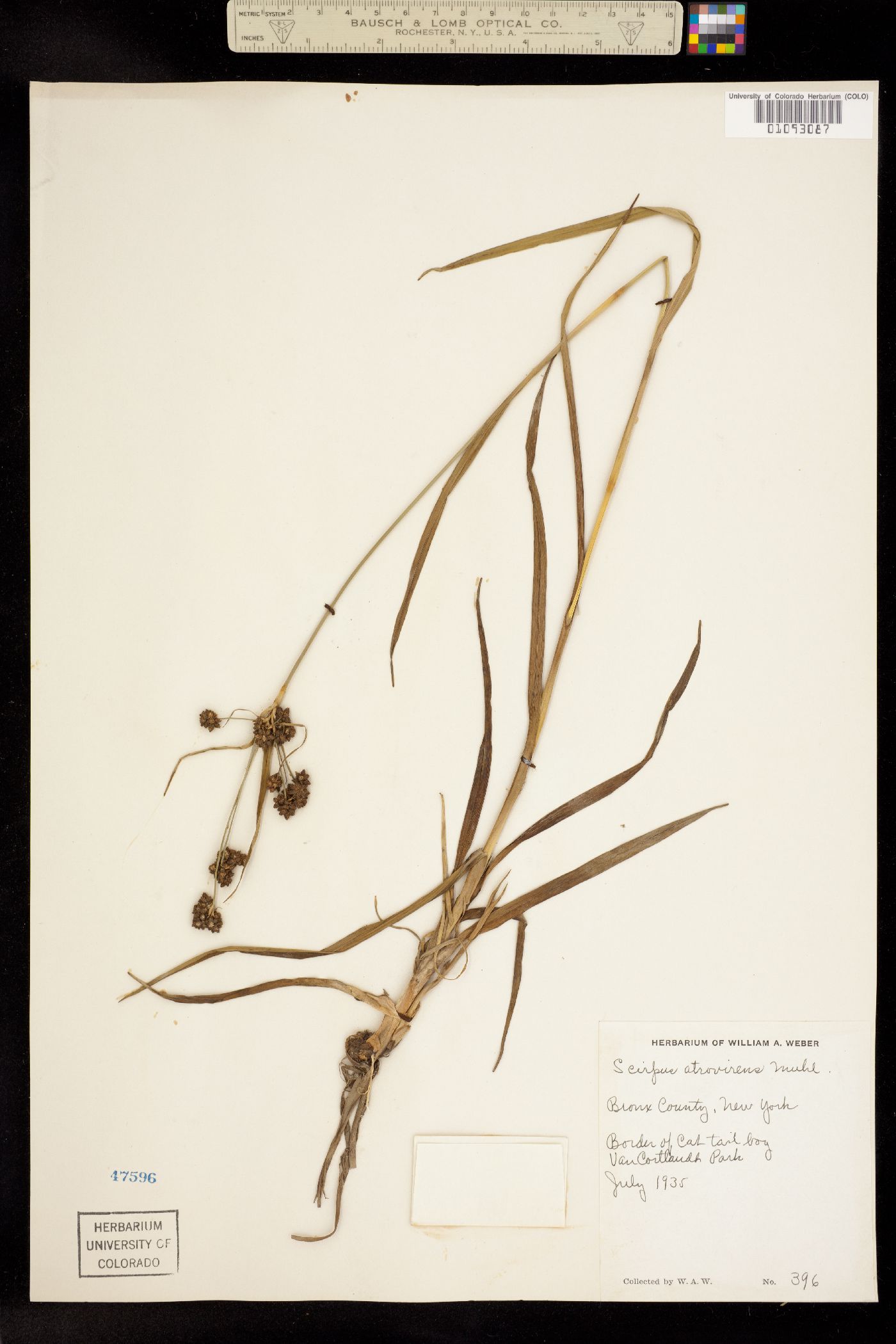 Scirpus atrovirens image