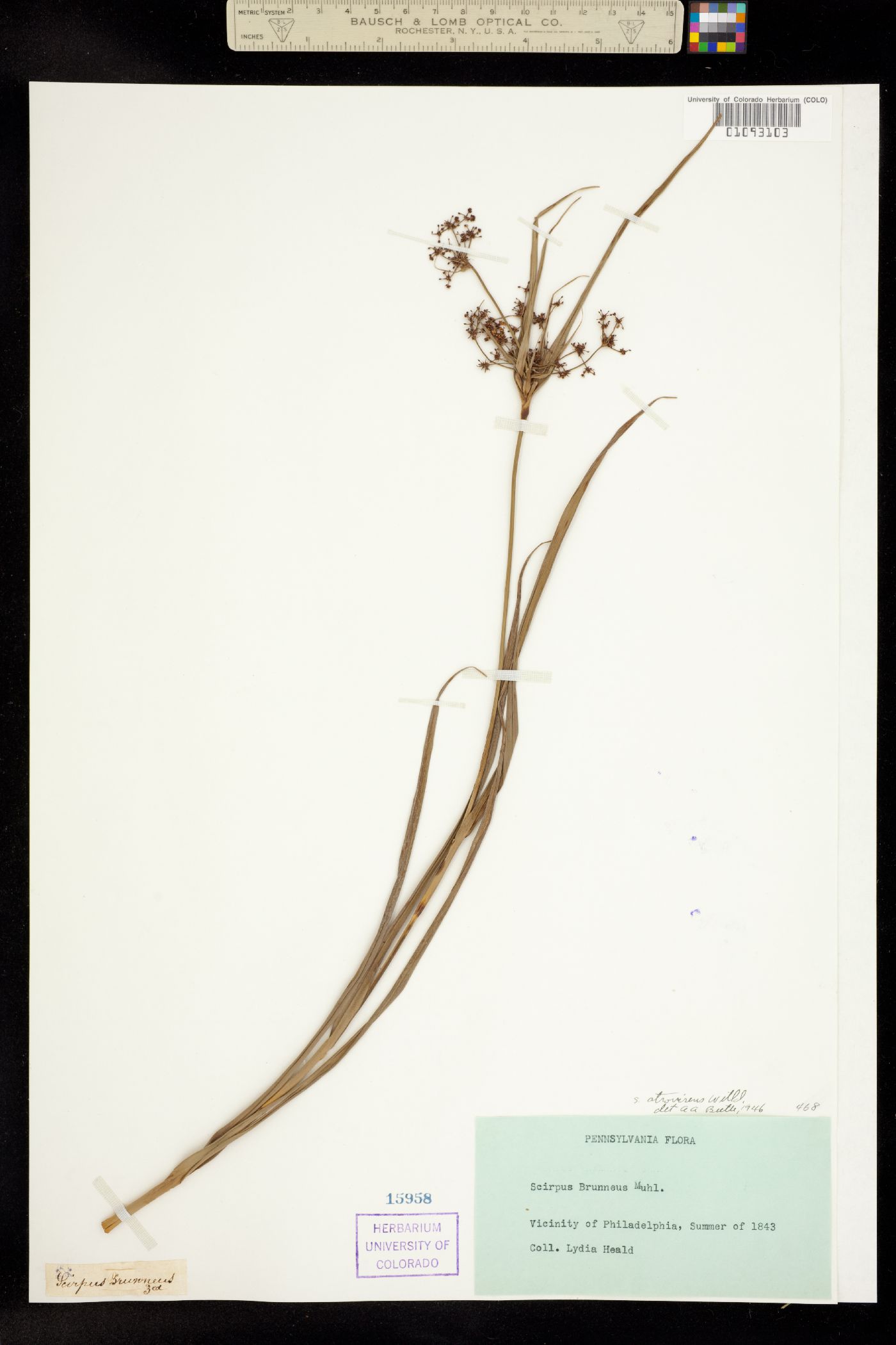 Scirpus atrovirens image