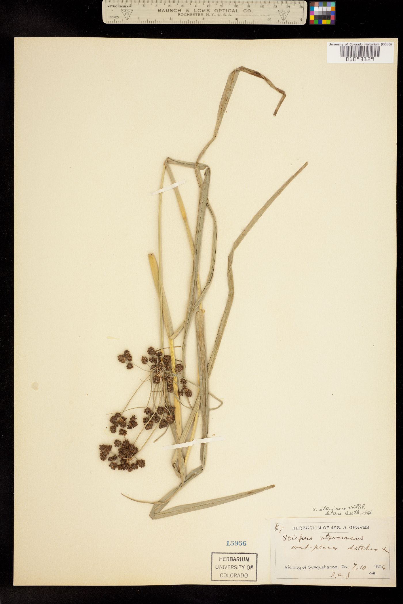 Scirpus atrovirens image