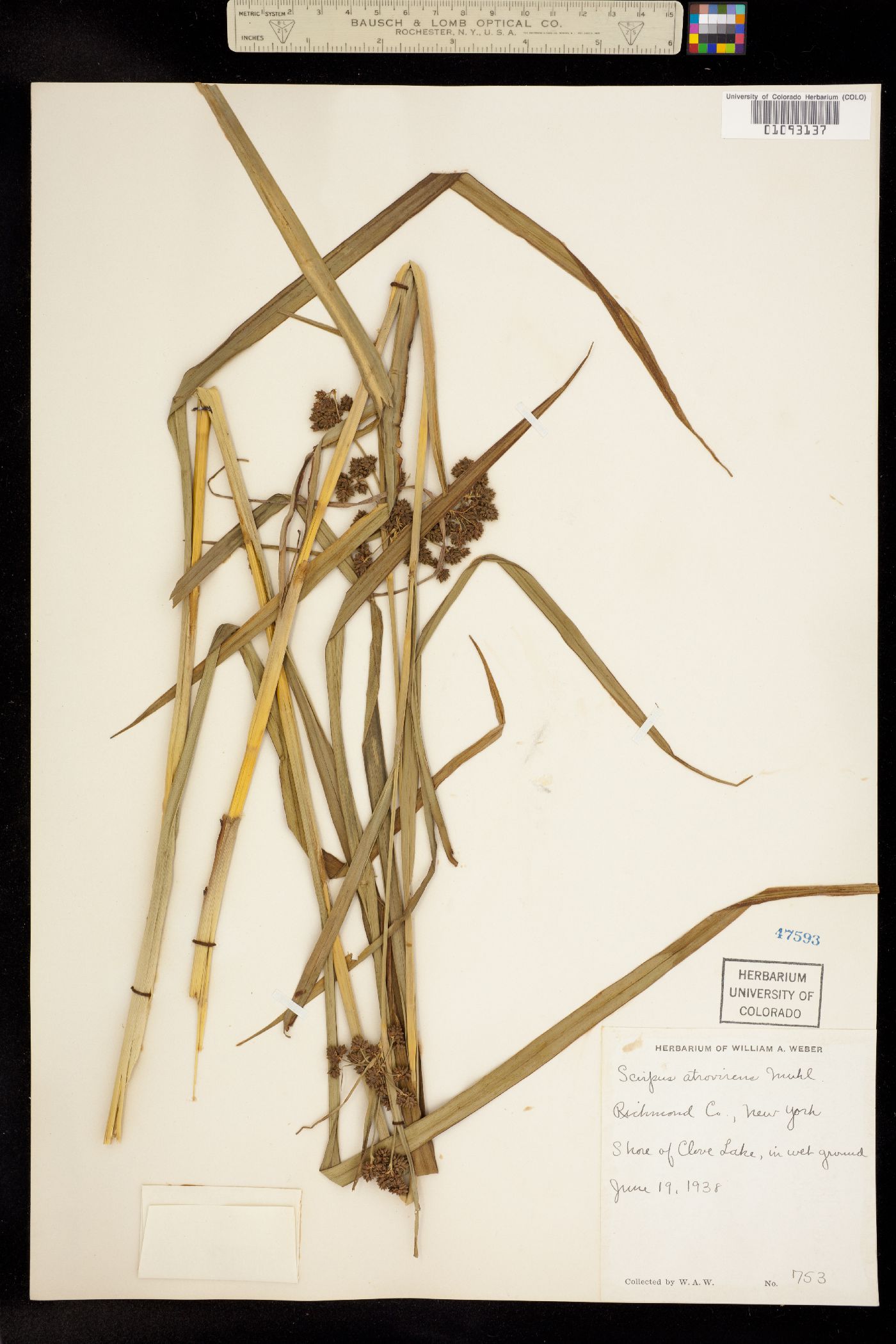 Scirpus atrovirens image