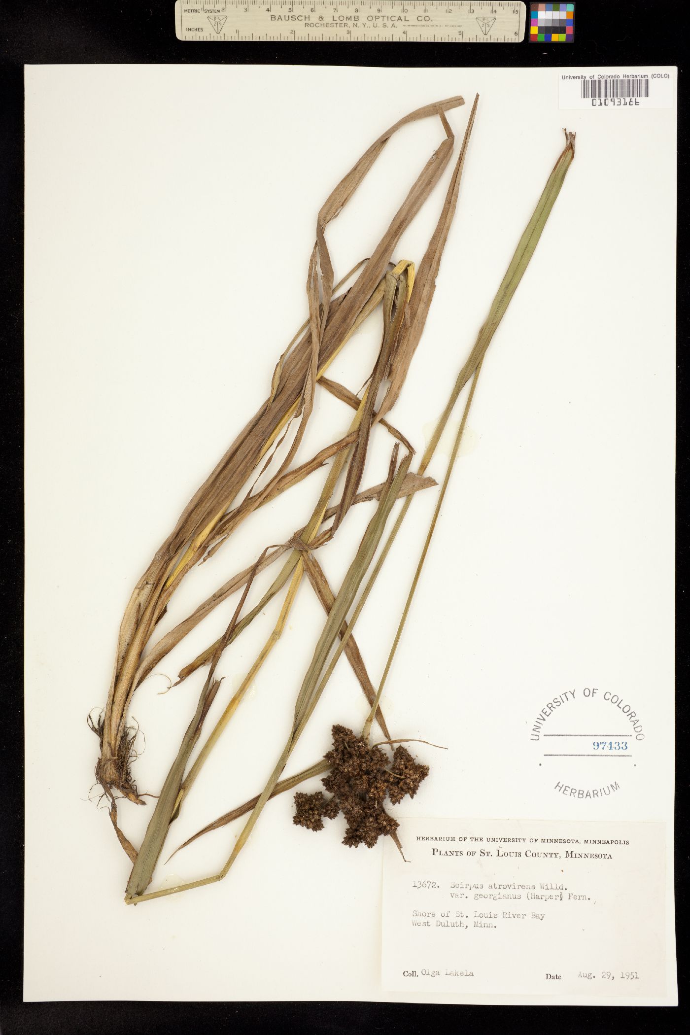 Scirpus atrovirens image