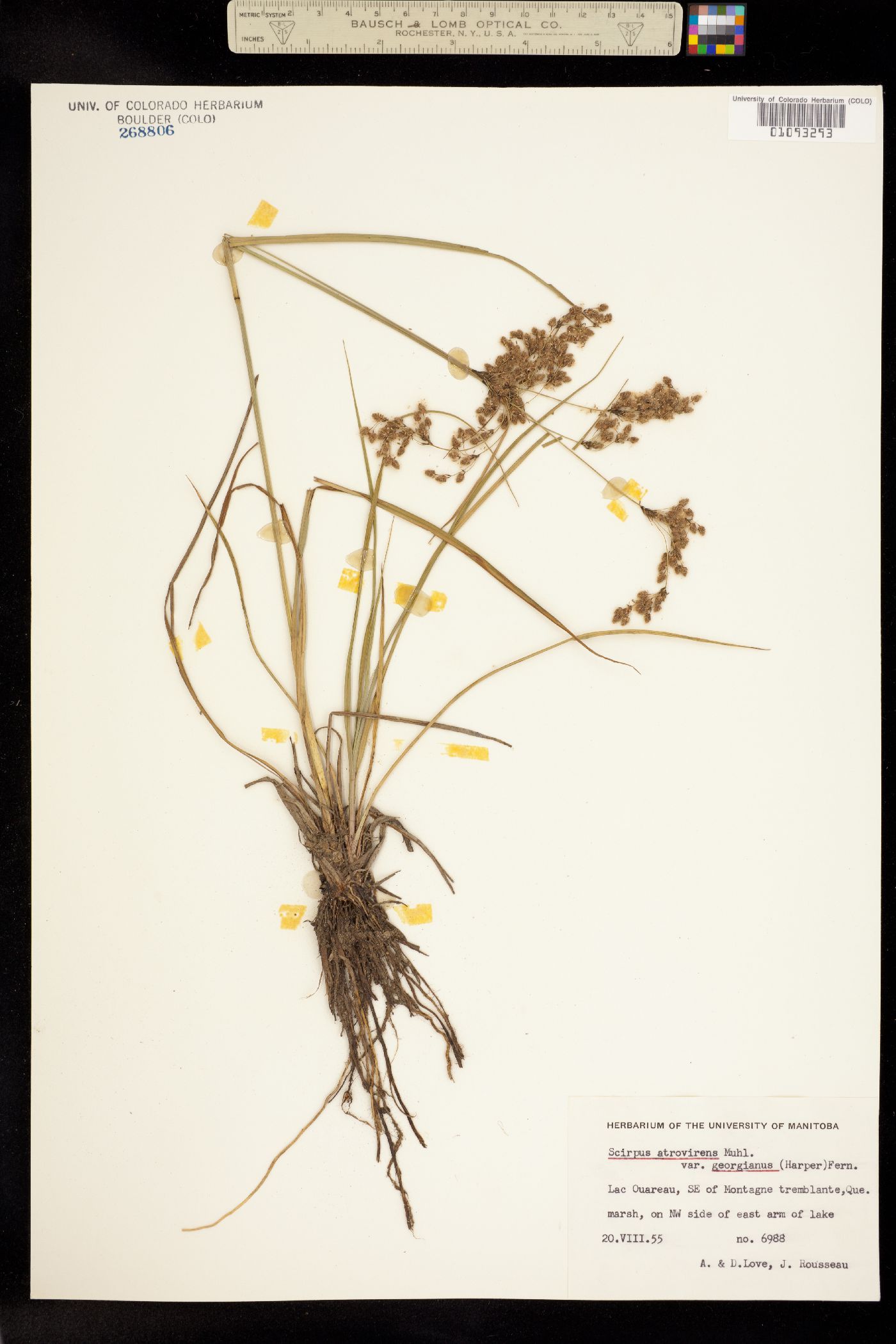 Scirpus atrovirens image