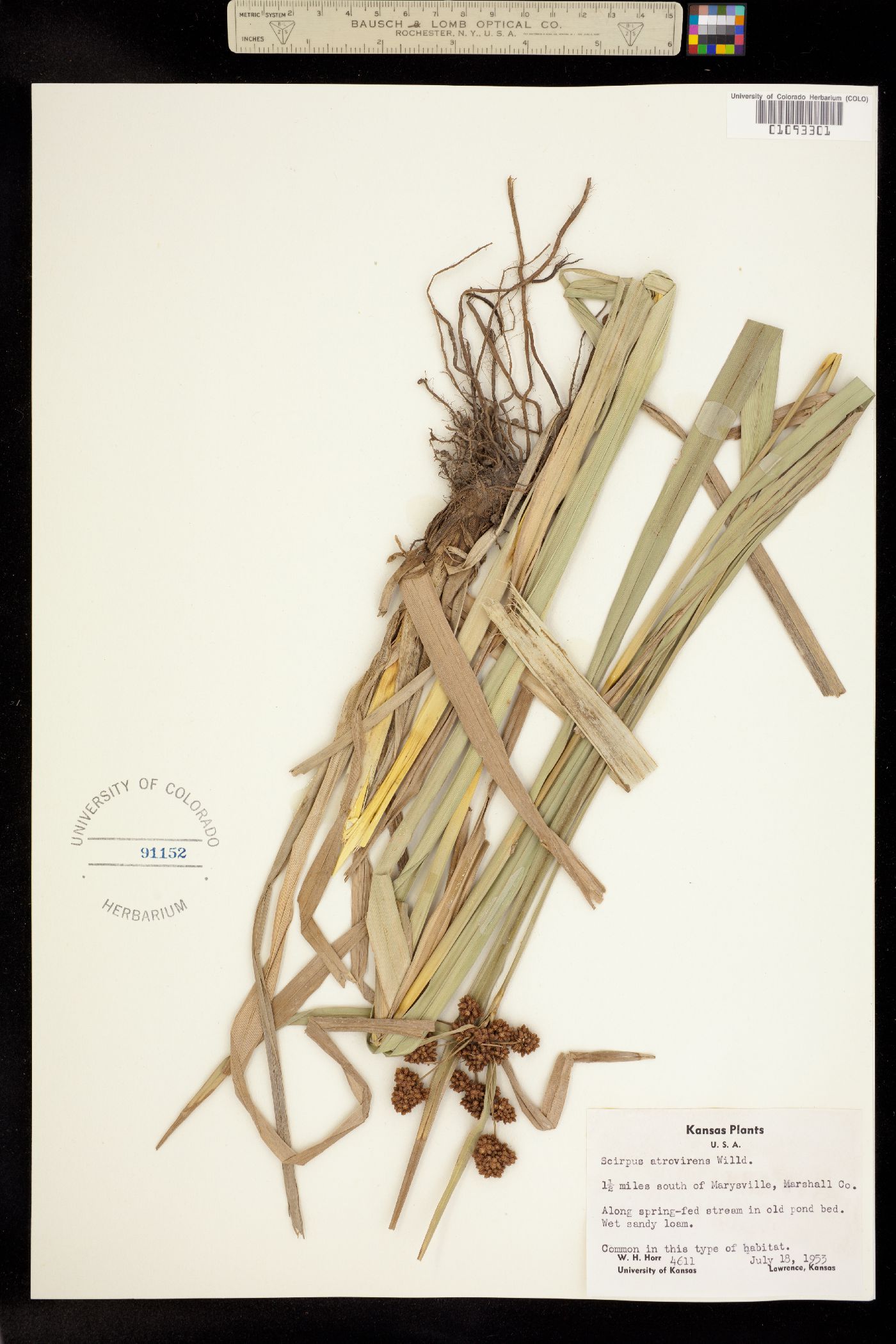 Scirpus image