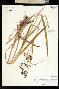 Image of Scirpus atrovirens