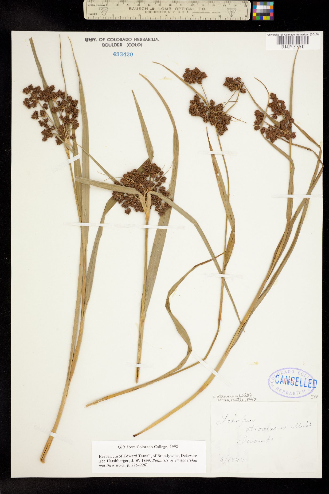 Scirpus atrovirens image