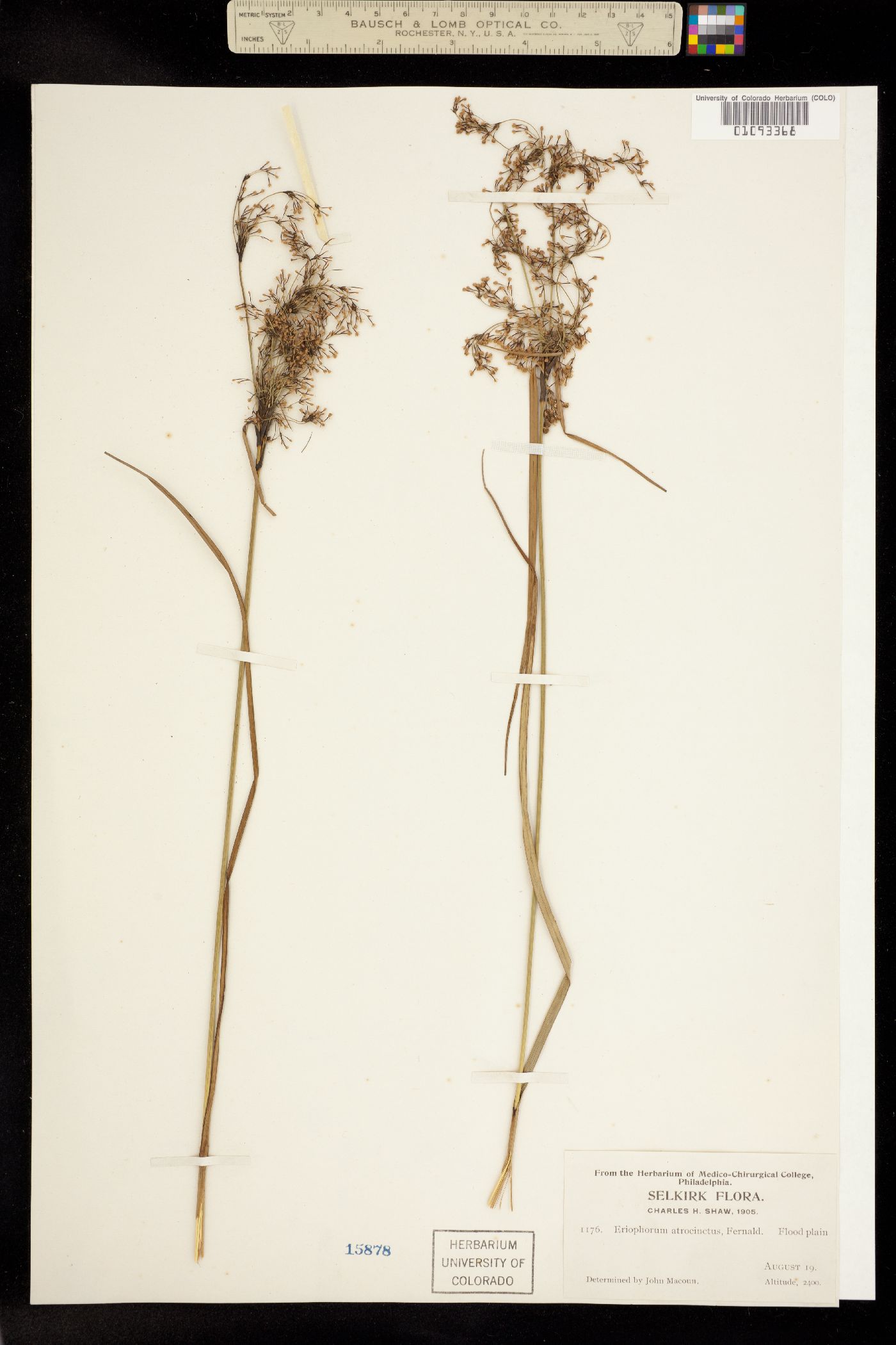 Scirpus atrocinctus image