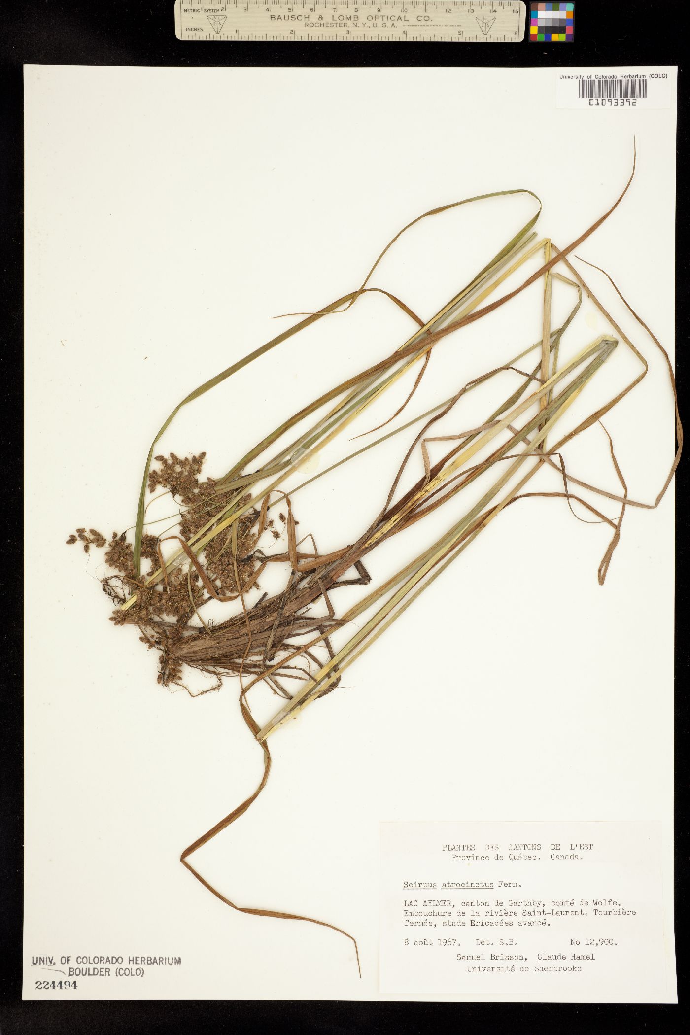 Scirpus atrocinctus image