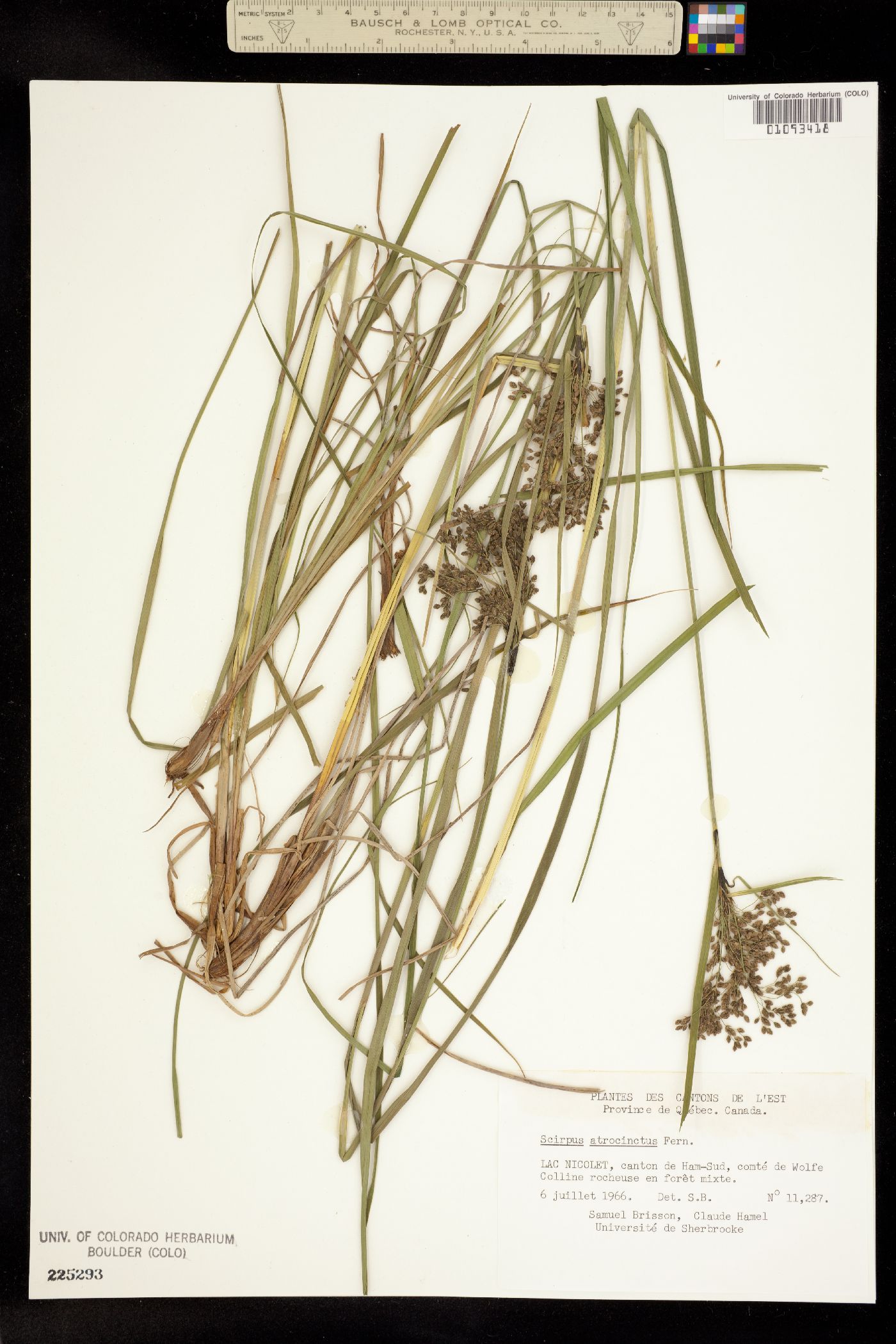 Scirpus atrocinctus image