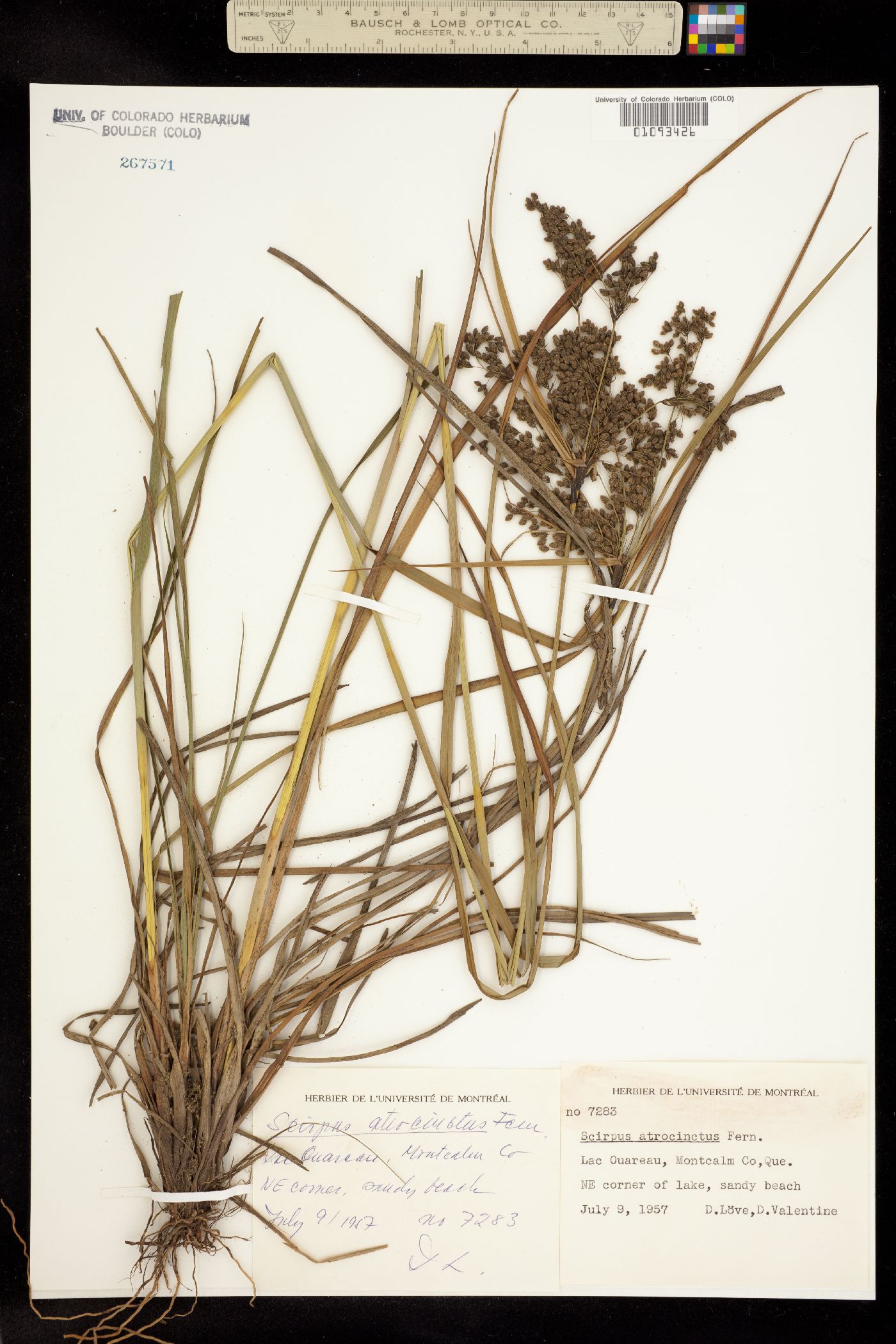 Scirpus atrocinctus image