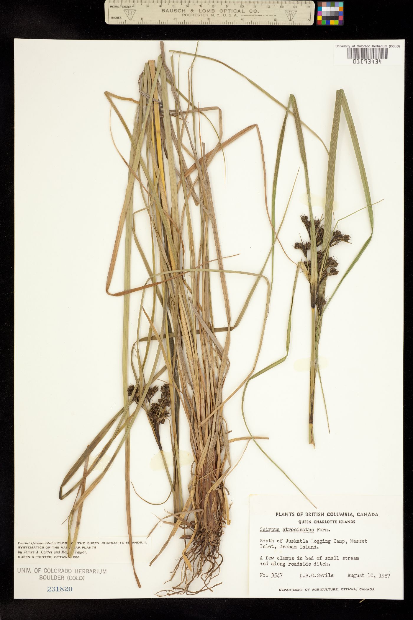 Scirpus atrocinctus image