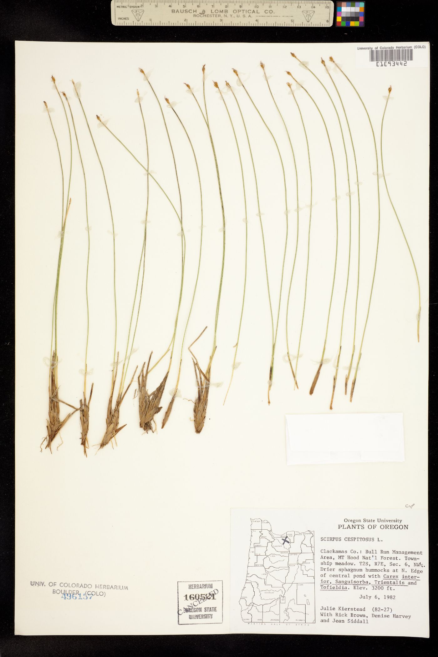 Trichophorum cespitosum image