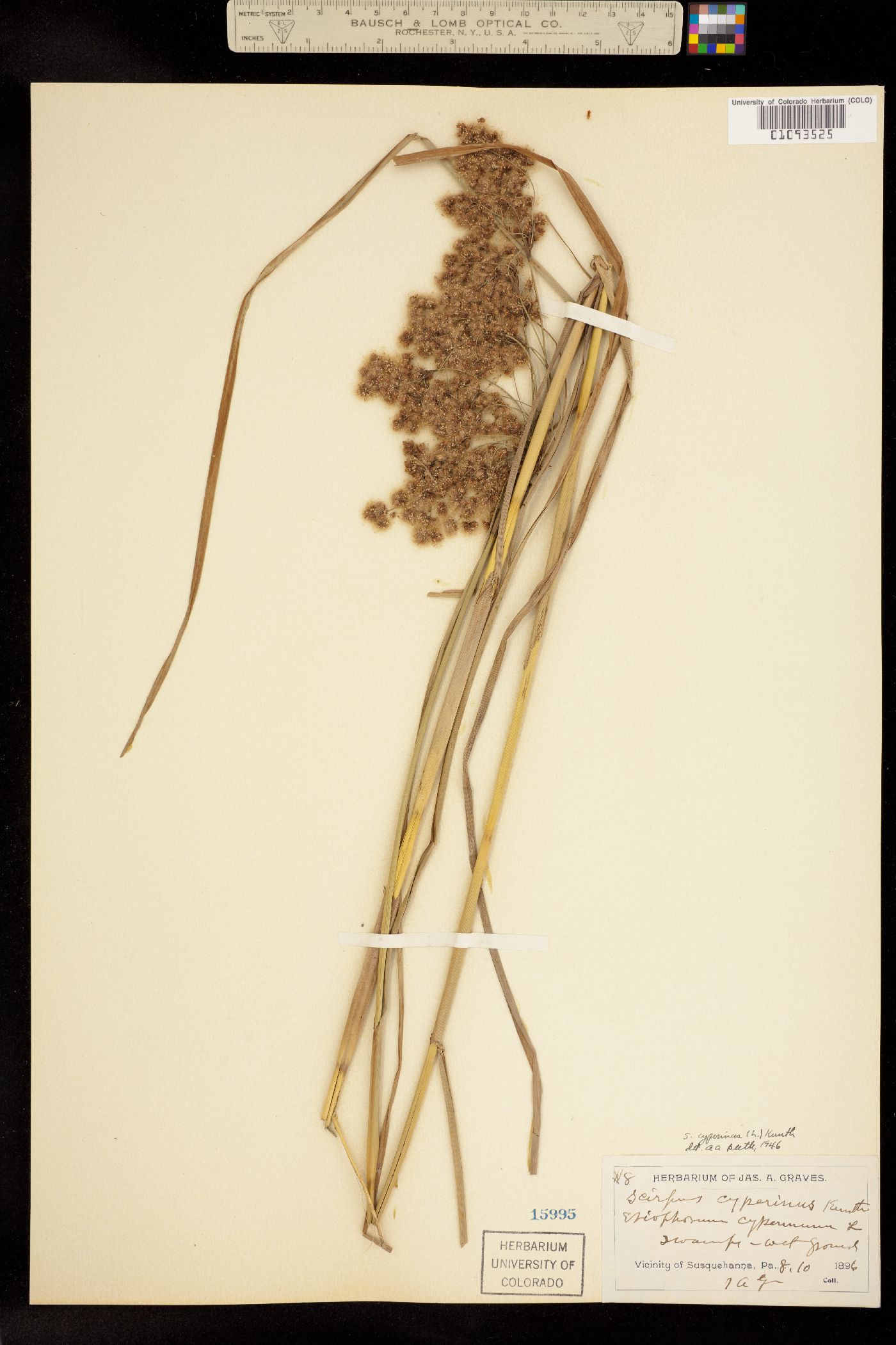 Scirpus cyperinus image