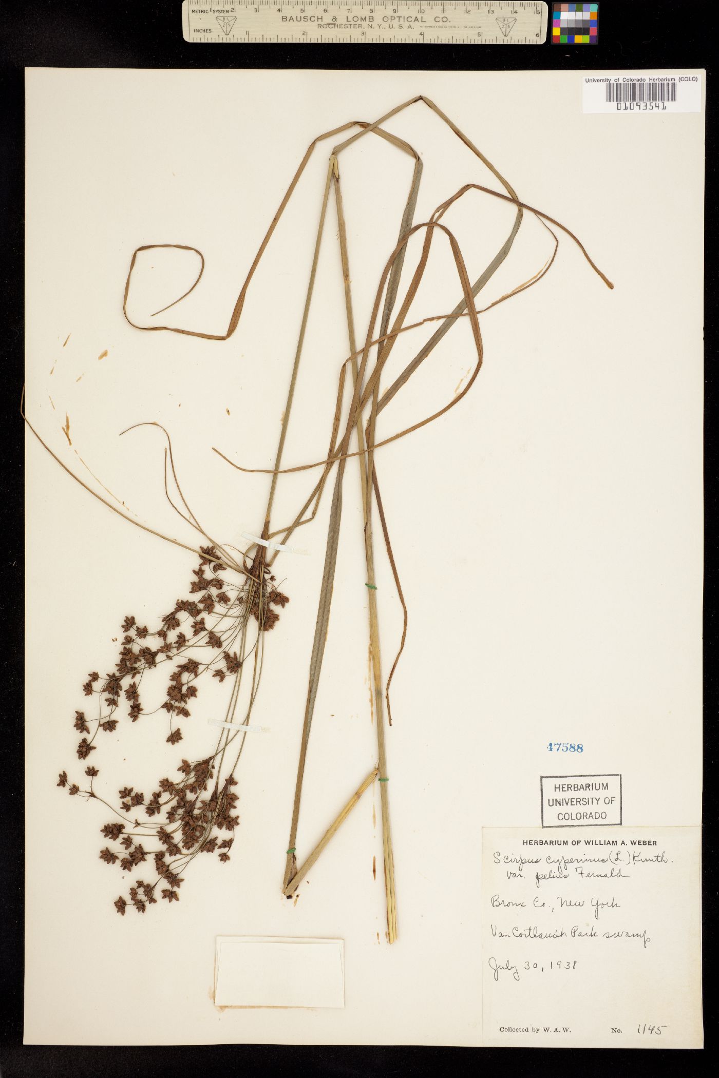Scirpus cyperinus image