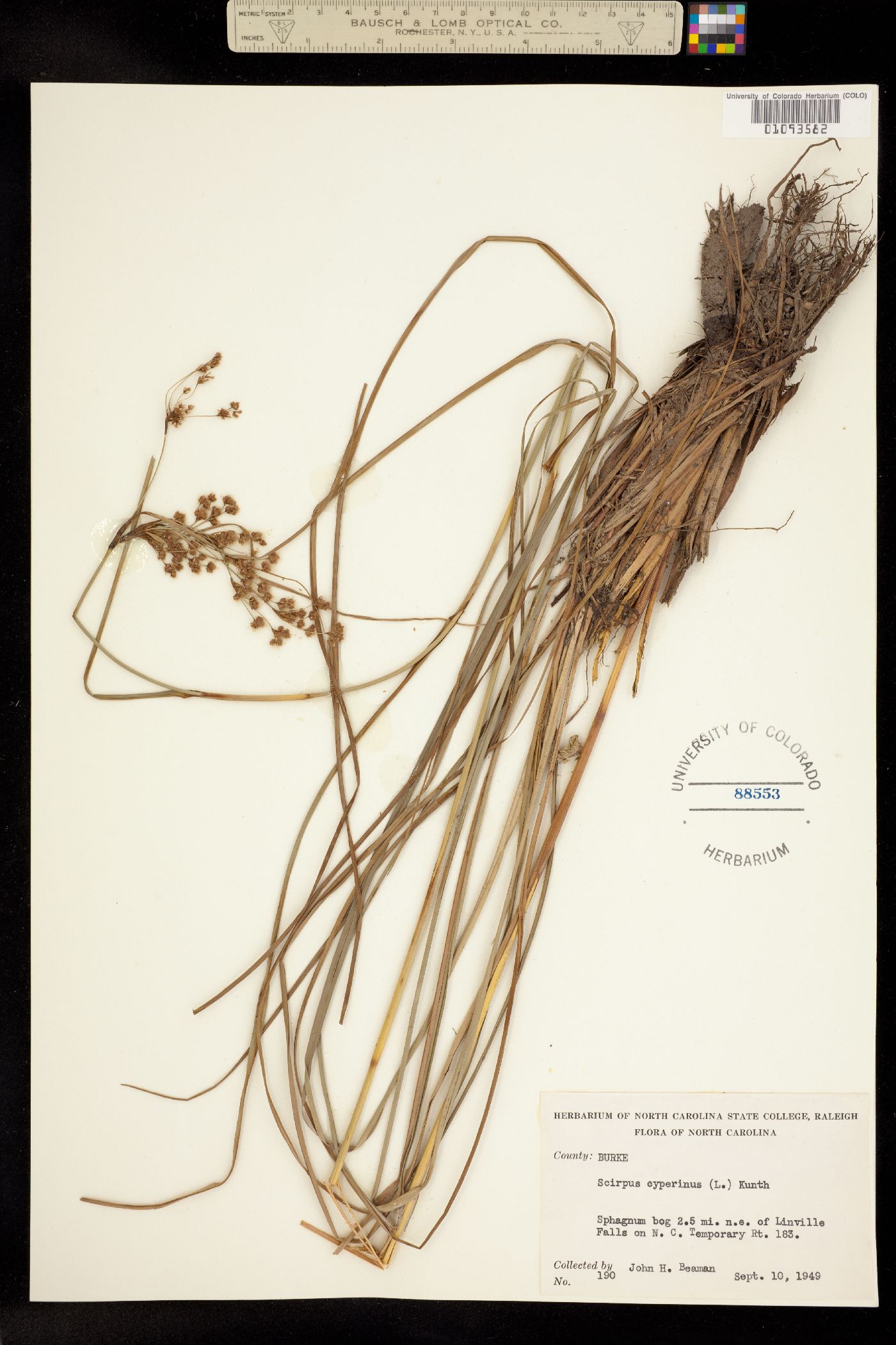 Scirpus cyperinus image