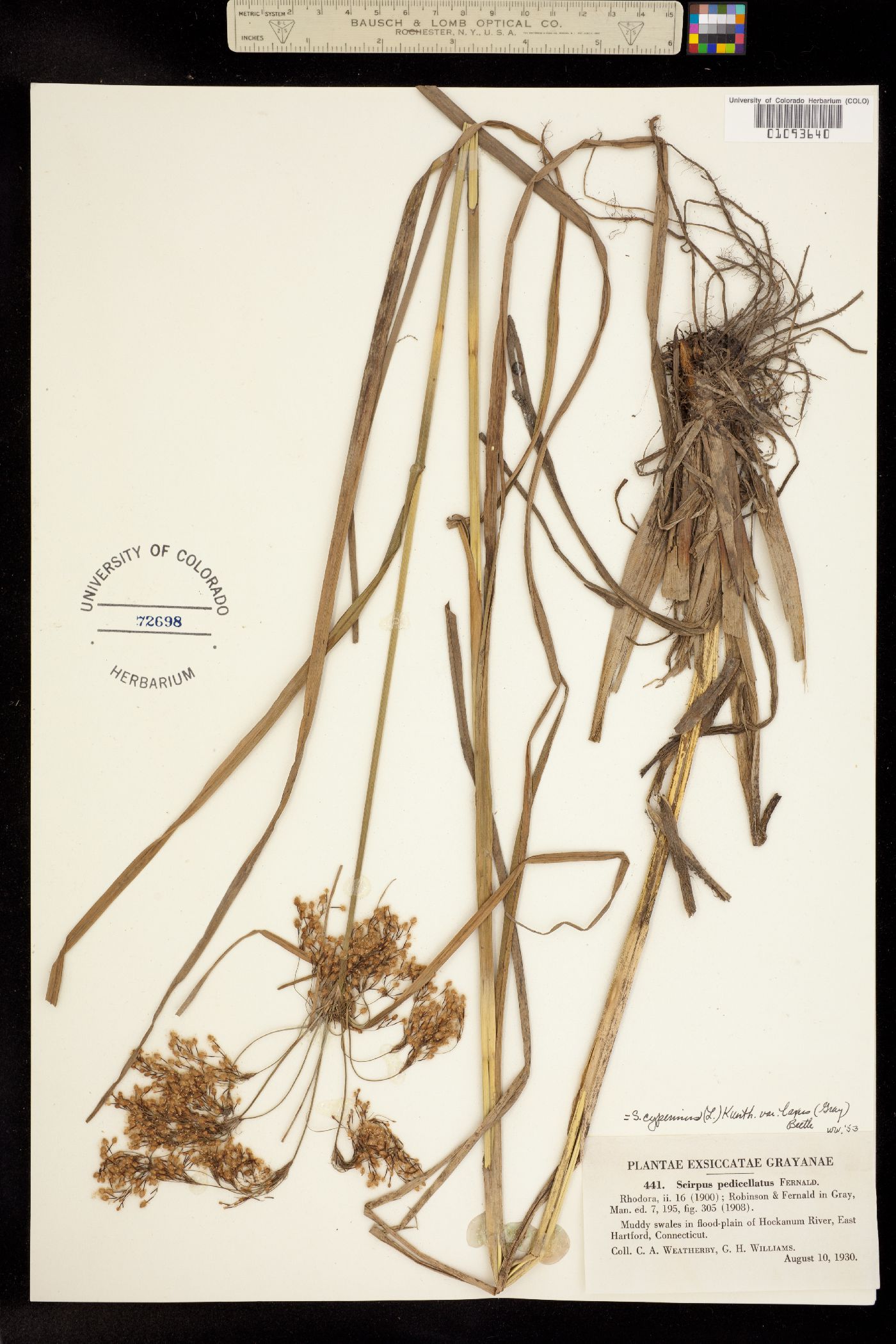 Scirpus cyperinus image