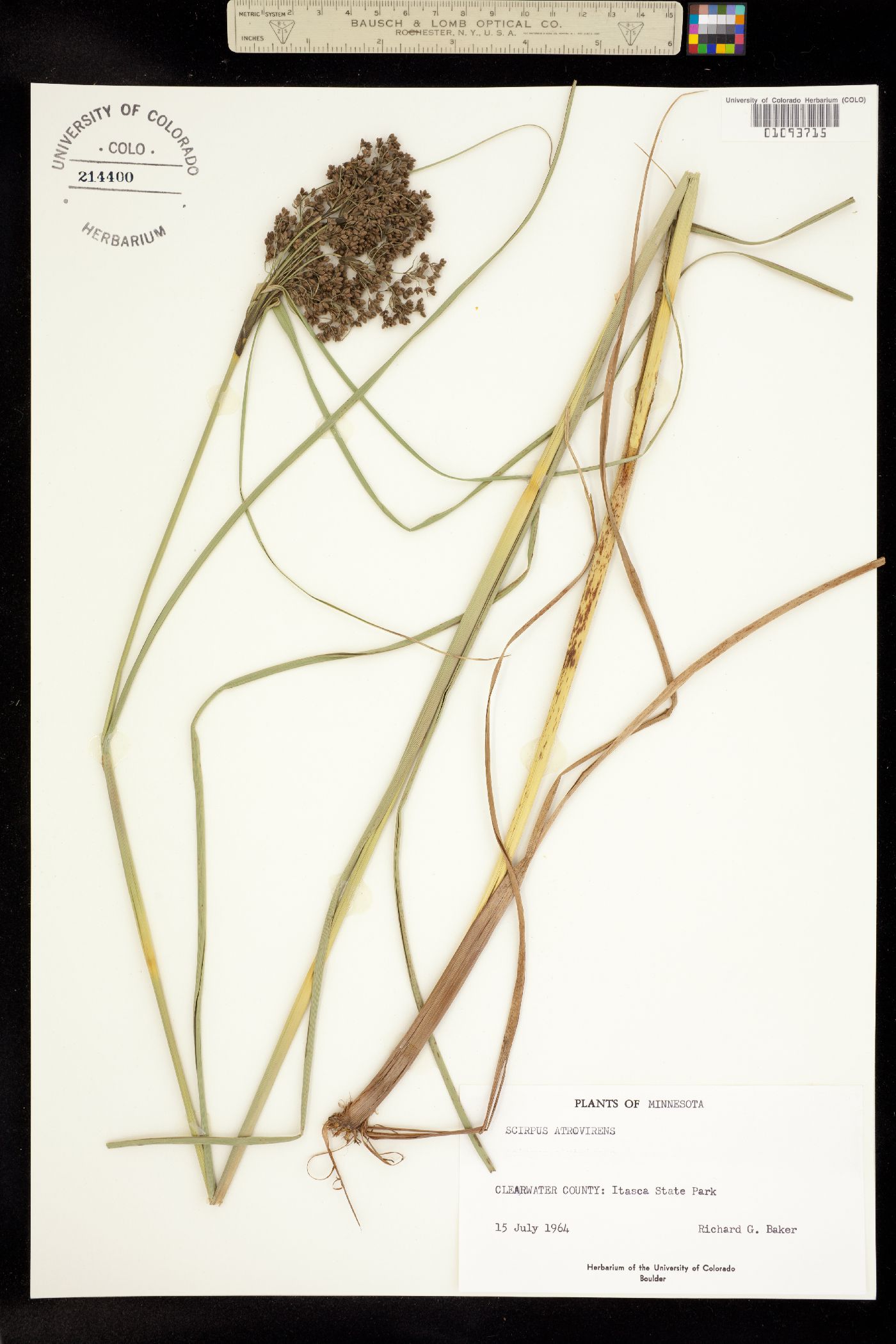 Scirpus cyperinus image