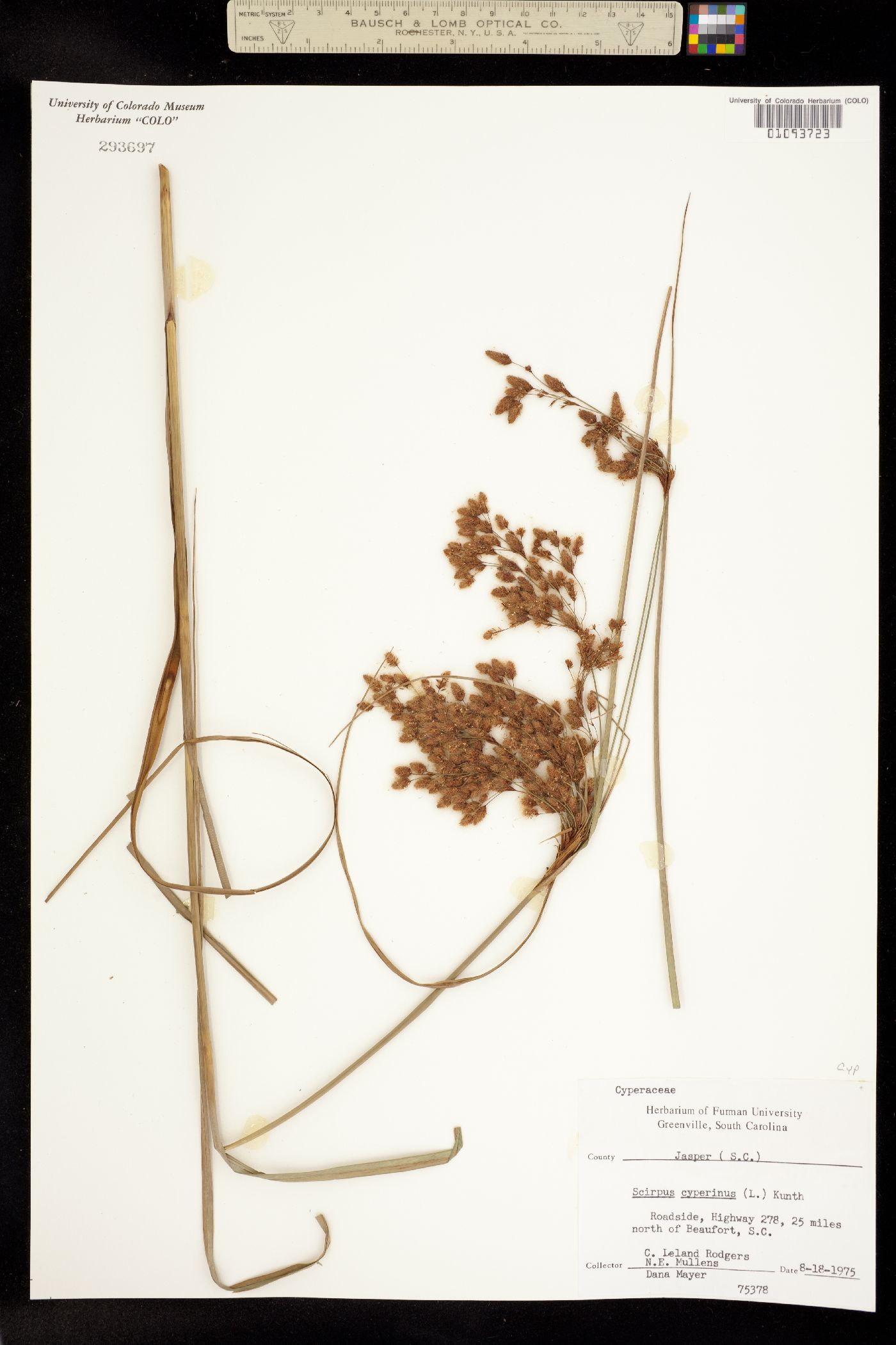 Scirpus cyperinus image