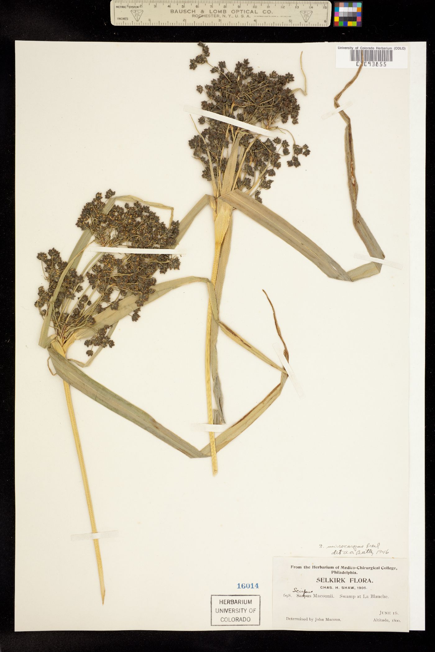 Scirpus microcarpus image