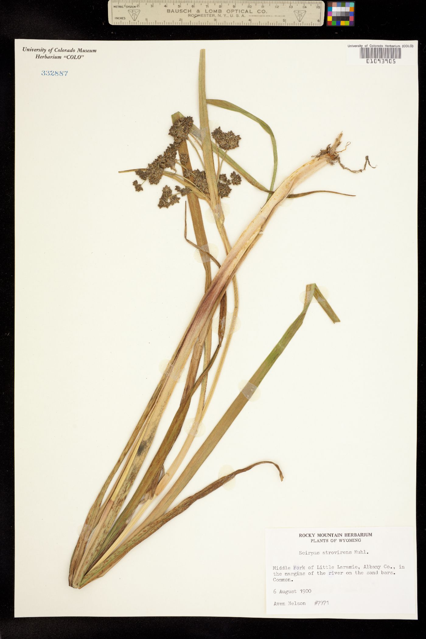 Scirpus microcarpus image