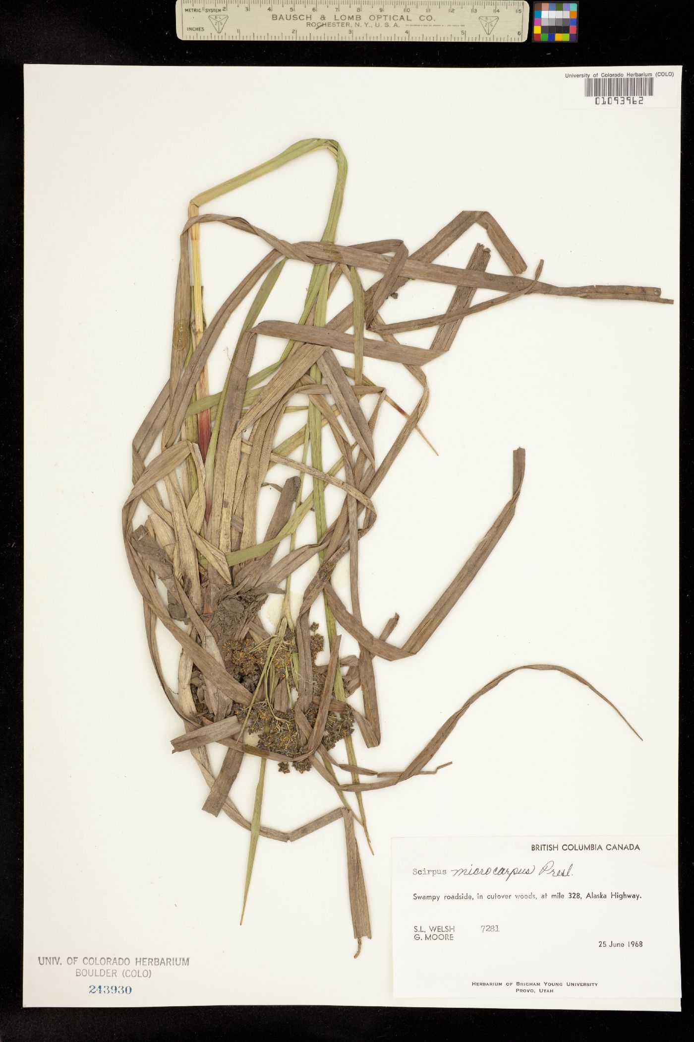 Scirpus image