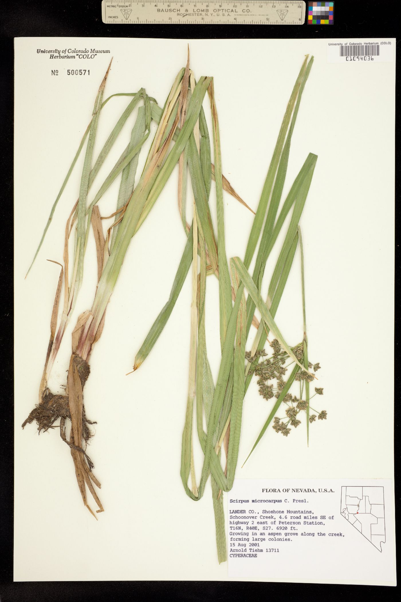 Scirpus microcarpus image