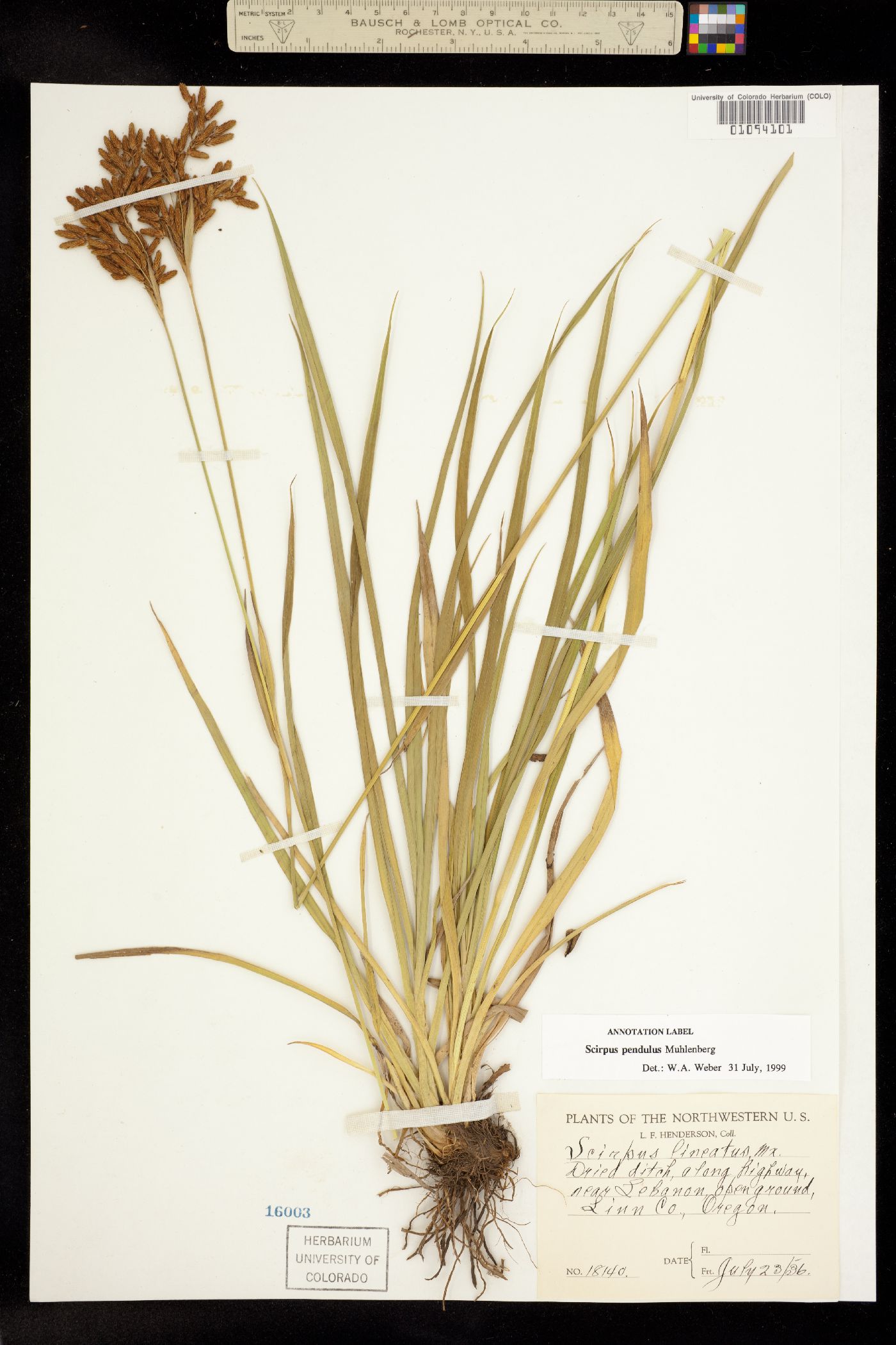 Scirpus pendulus image