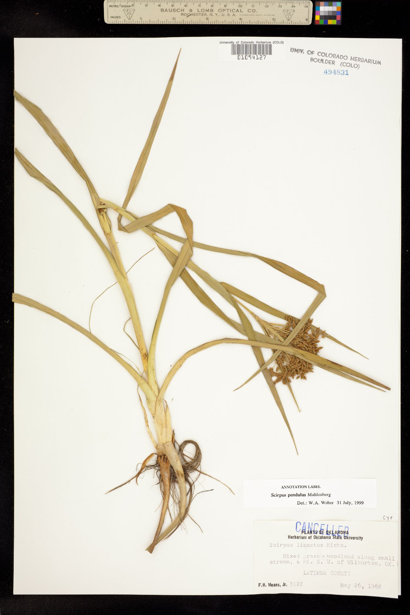 Scirpus pendulus image