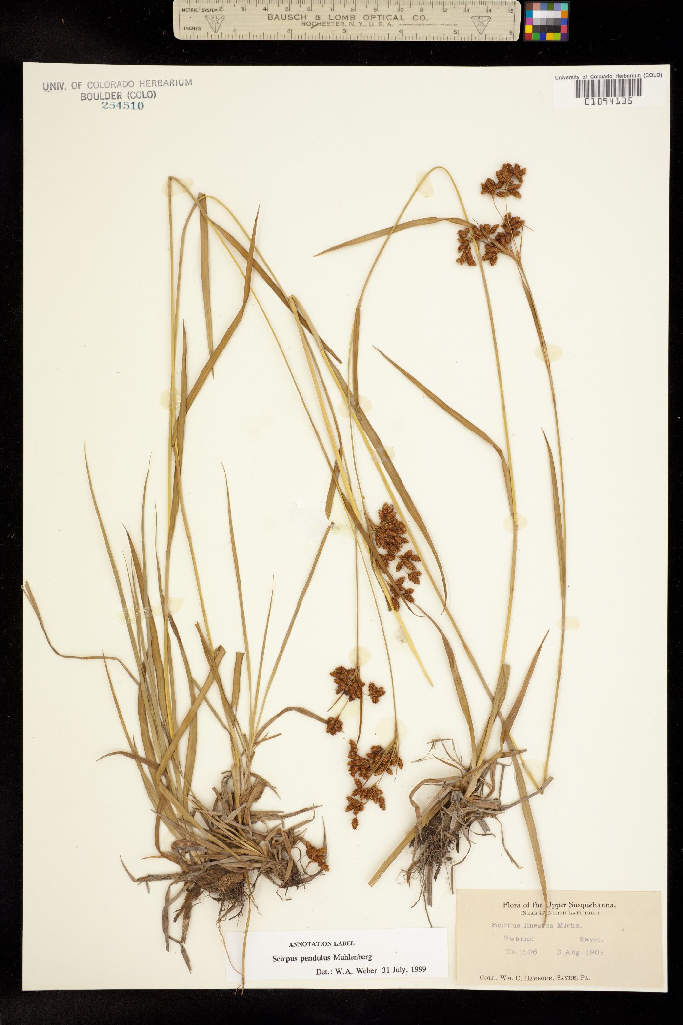 Scirpus image