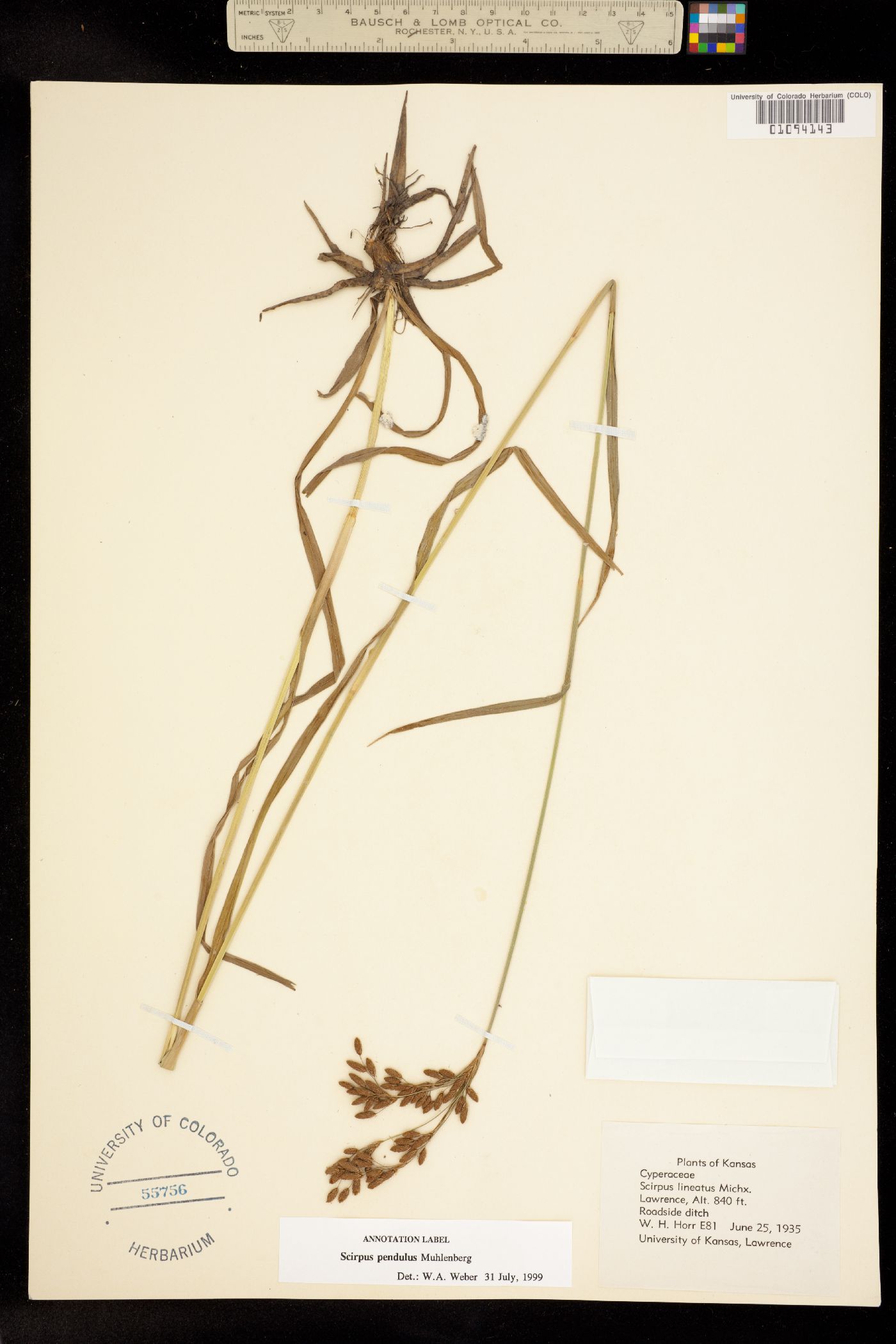 Scirpus pendulus image