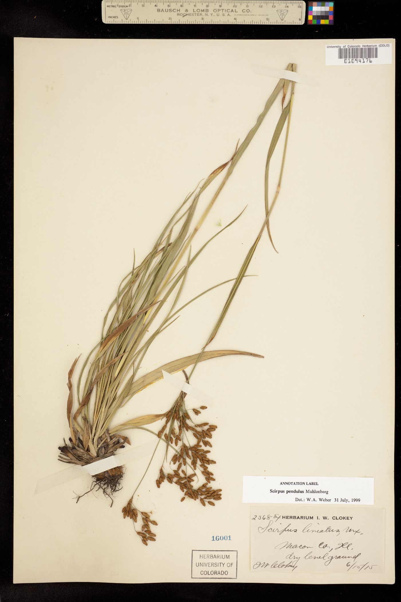 Scirpus pendulus image